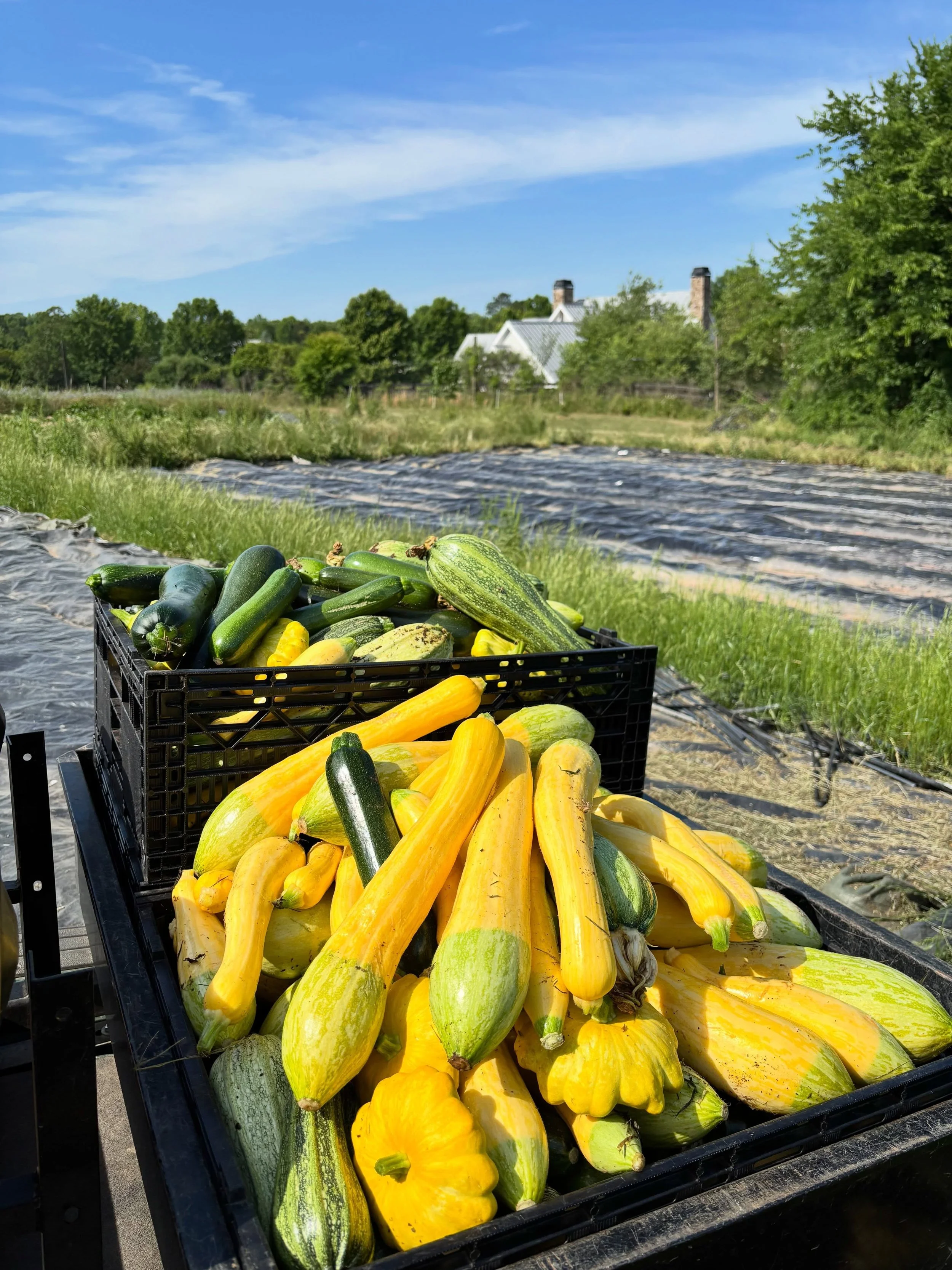 Squash season is in full swing at Serenbe Farms! 💛

Big, beautiful harvests are coming out of the fields, each one a reminder of what happens when the soil, season, and care all line up just right. 

Don&rsquo;t forget! CSA Pickup &amp; Pop-Up Sale 
