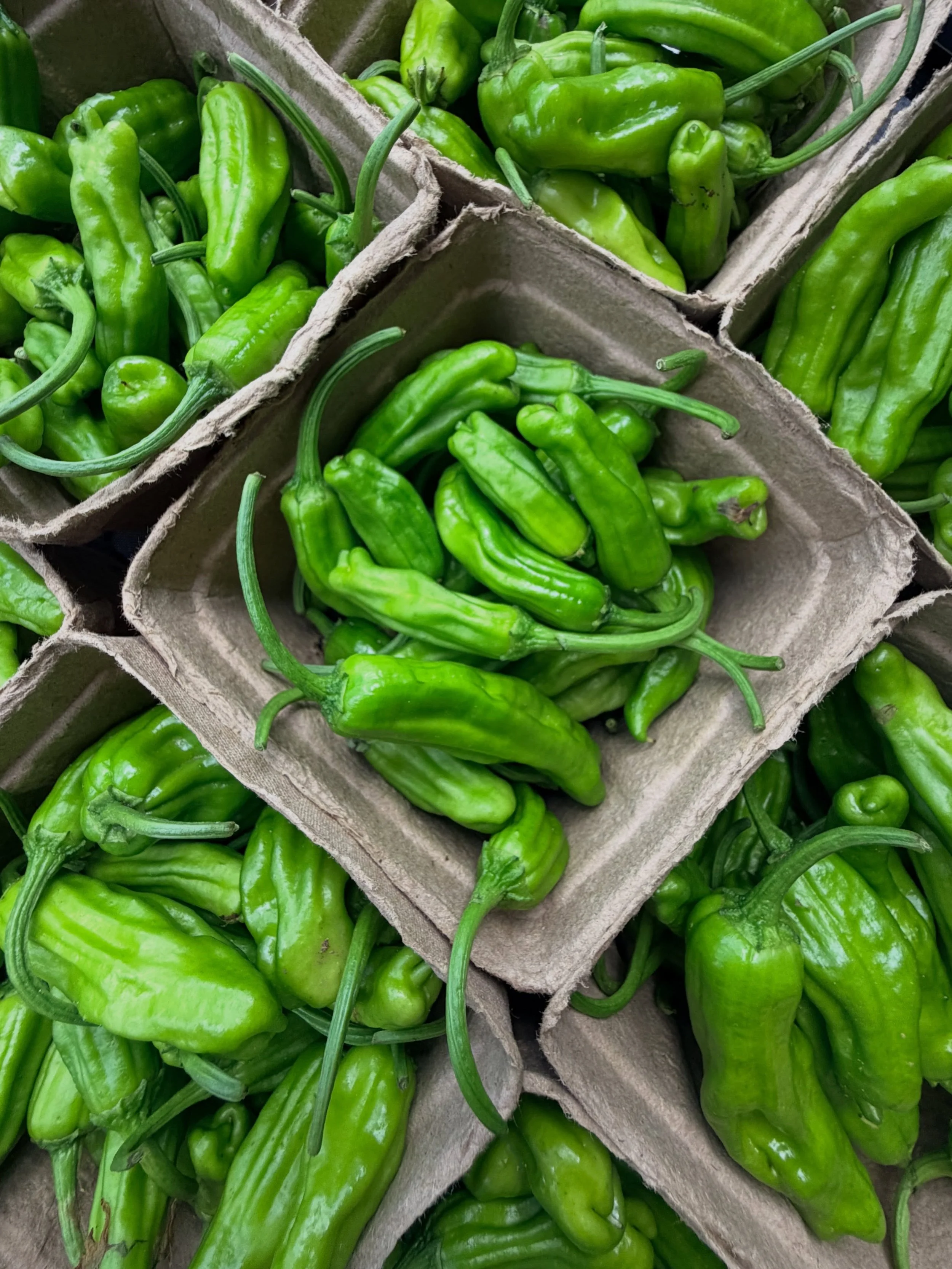 Want a piece of this week&rsquo;s harvest? 🌱

Lucky for you, Saturday&rsquo;s Farmers Market is where all that fresh-picked goodness shows up next!

📍 Join us Saturdays from 9am&ndash;1pm @ the Grange Green in Serenbe