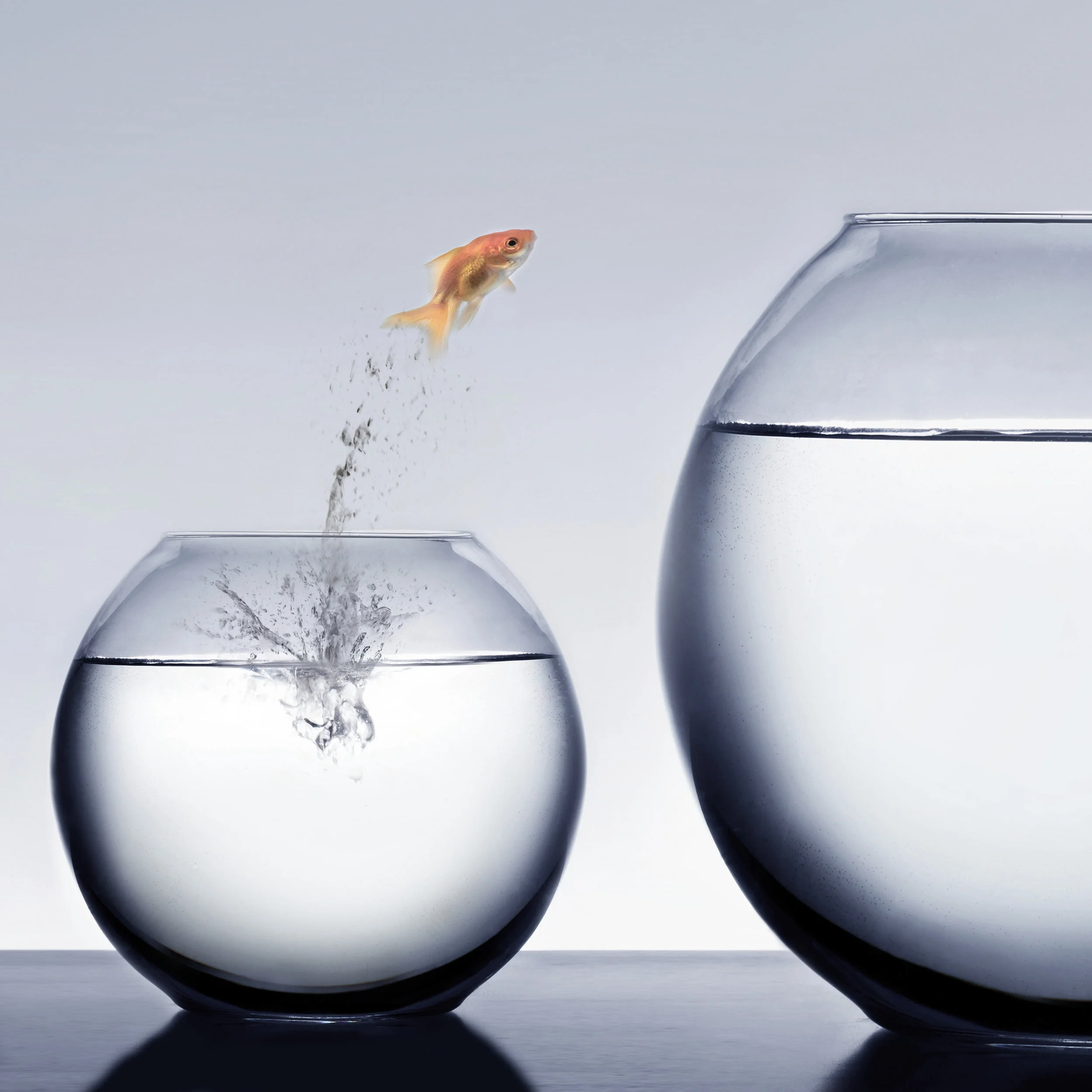AdobeStock_5767405+FISH.jpg