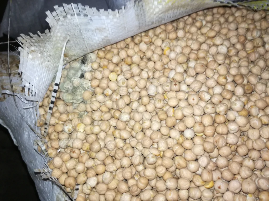 Rotten cargo in bags, smell of rot on all beans.jpg