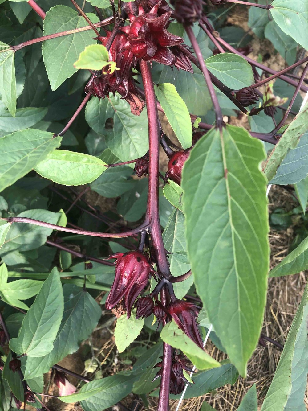 Mississippi Farmers Market