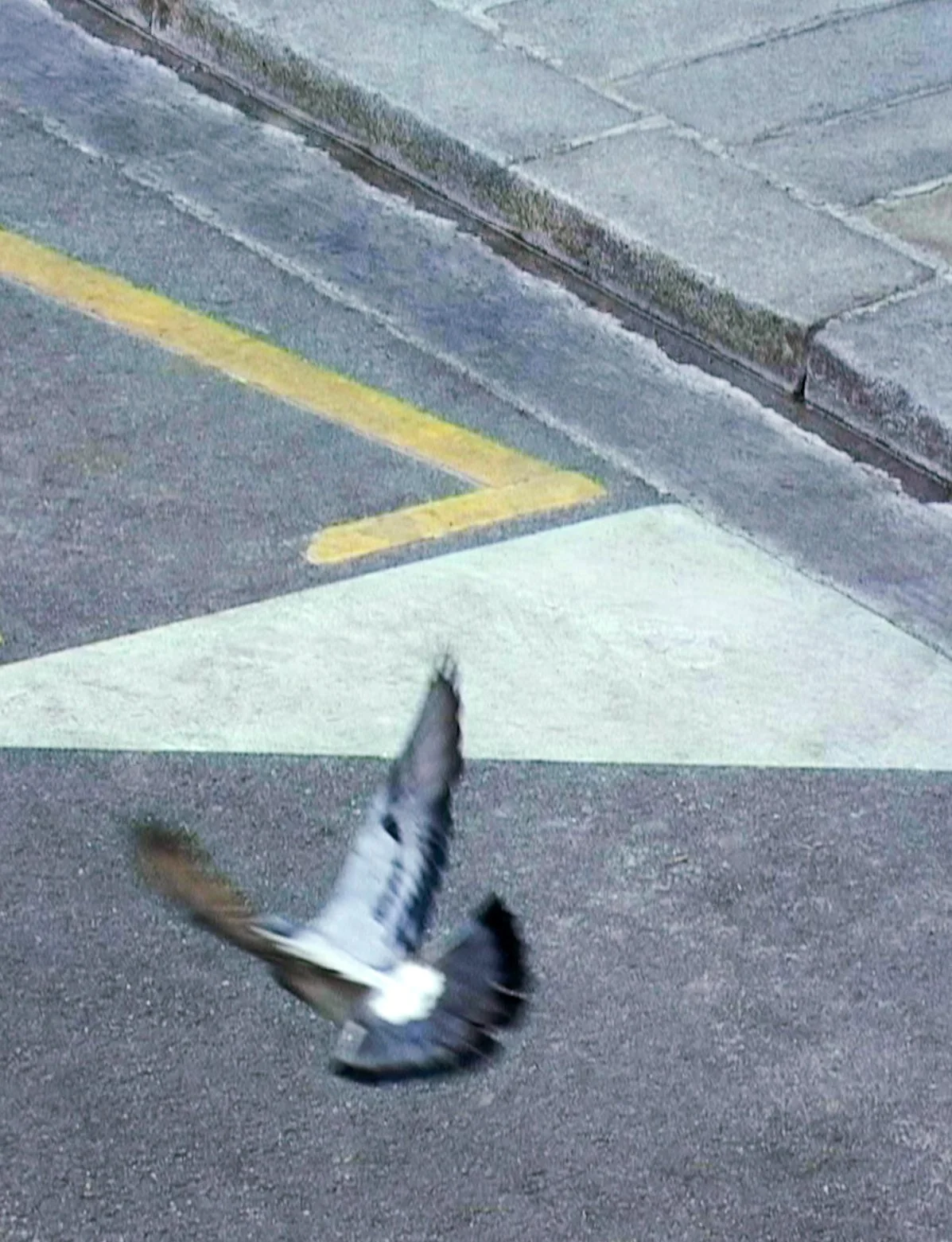 PIGEON_Double.jpg