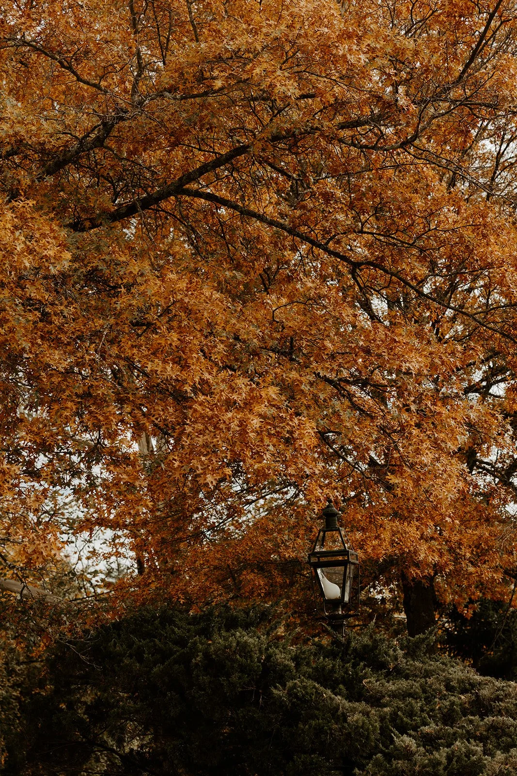 Fall leaves from a fall wedding