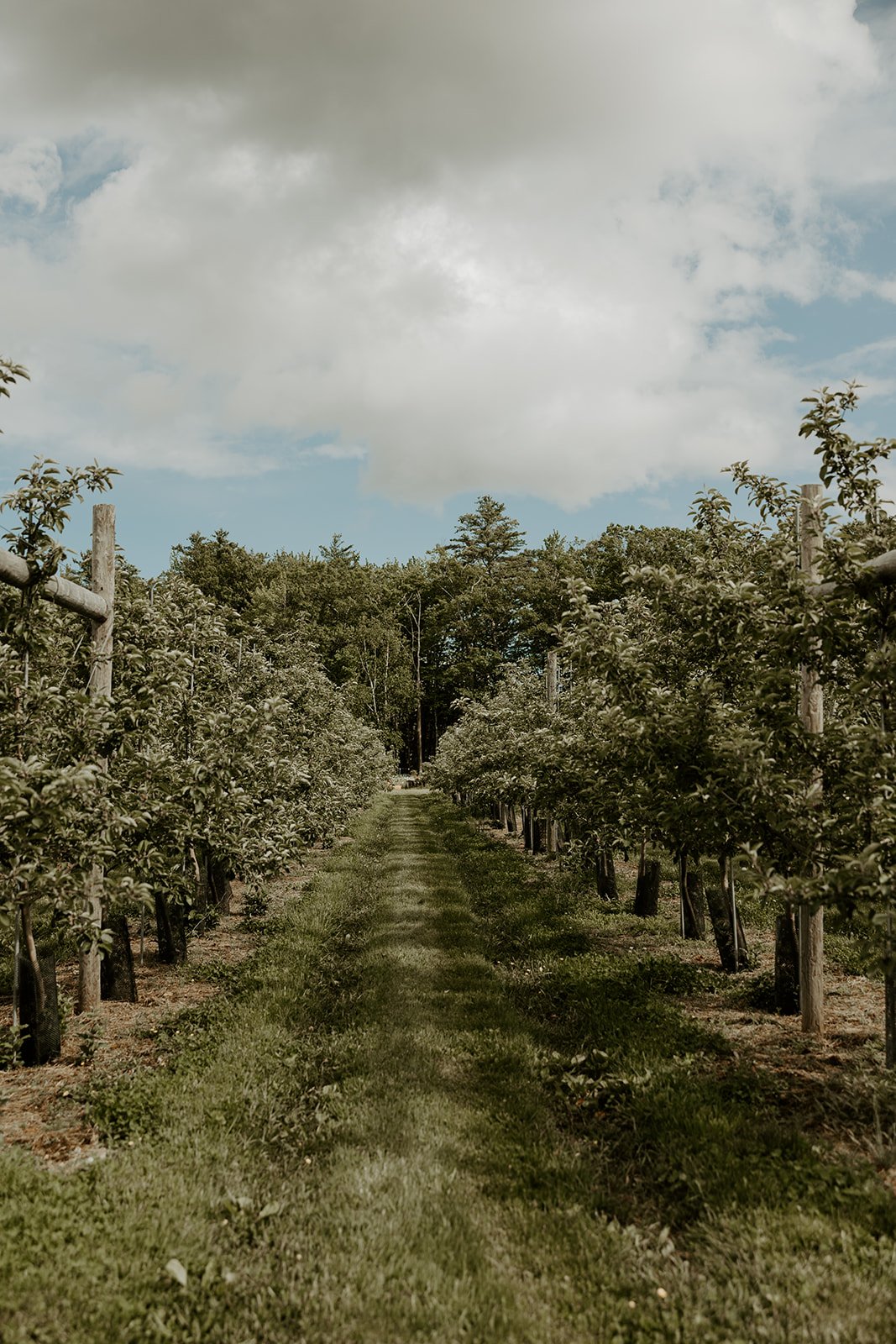 A wedding ceremony in the vineyards at the greenery at mckenzies farm