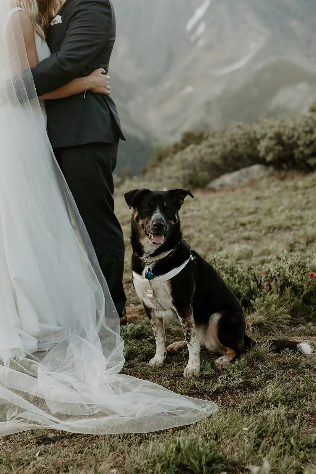 A dog in wedding photos