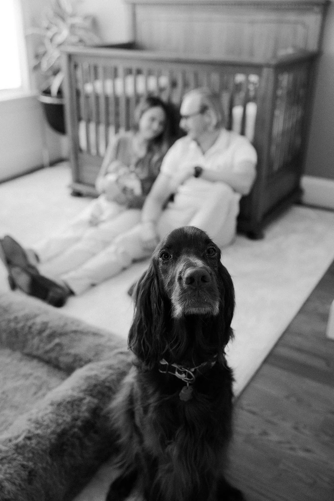 A dog in newborn photos with a Boston newborn photographer