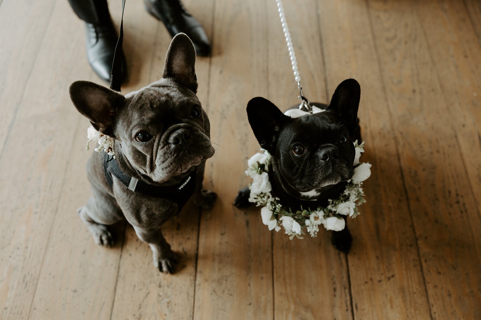 A couples' dogs at their wedding