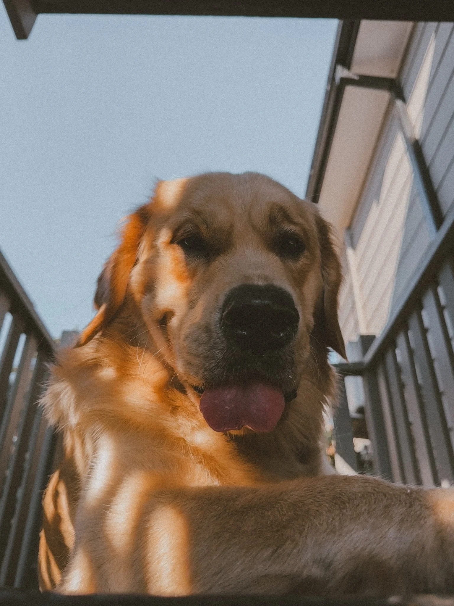 HAPPY BIRTHDAY BENNY BOY 💛 wow how did we make it to 2 years old with all the sticks, leaves and tissues you eat 🙃 I love your hugs and check ups, I love sunset walks and hanging on the deck with you, I love that your favorite show is Muster Dogs A