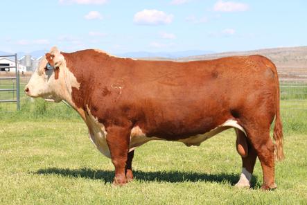 Bar-RZ 980 Babe Ruth 48b