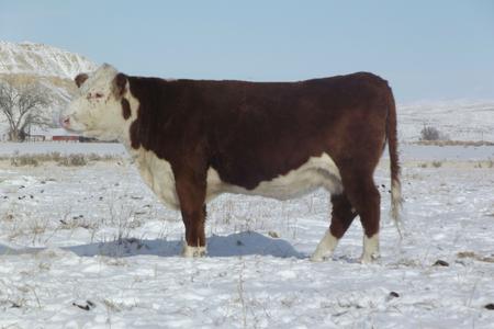 Bar-RZ 980 Babe Ruth 48b