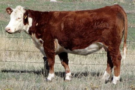 Bar-RZ 980 Babe Ruth 48b