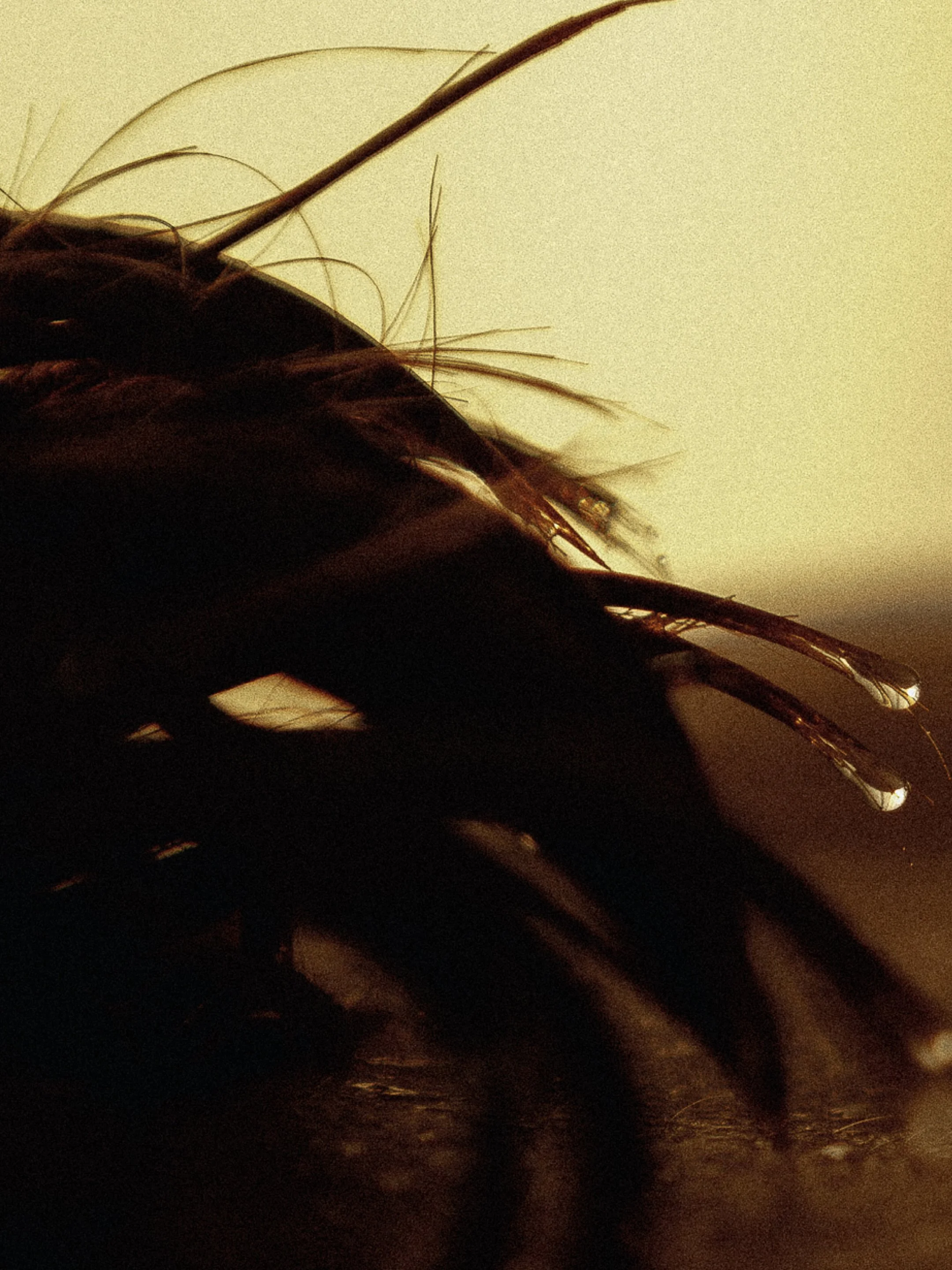 SCRL_0015 2.JPG