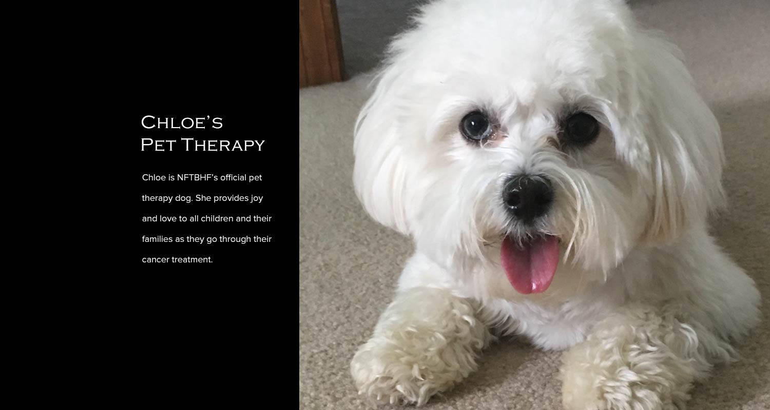 Copy of Chloe Pet Therapy Dog
