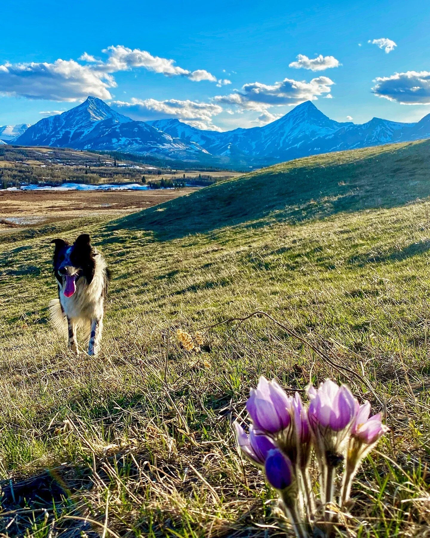 Stay at Thanksgiving Ranch - a working ranch close to Waterton Lakes ...