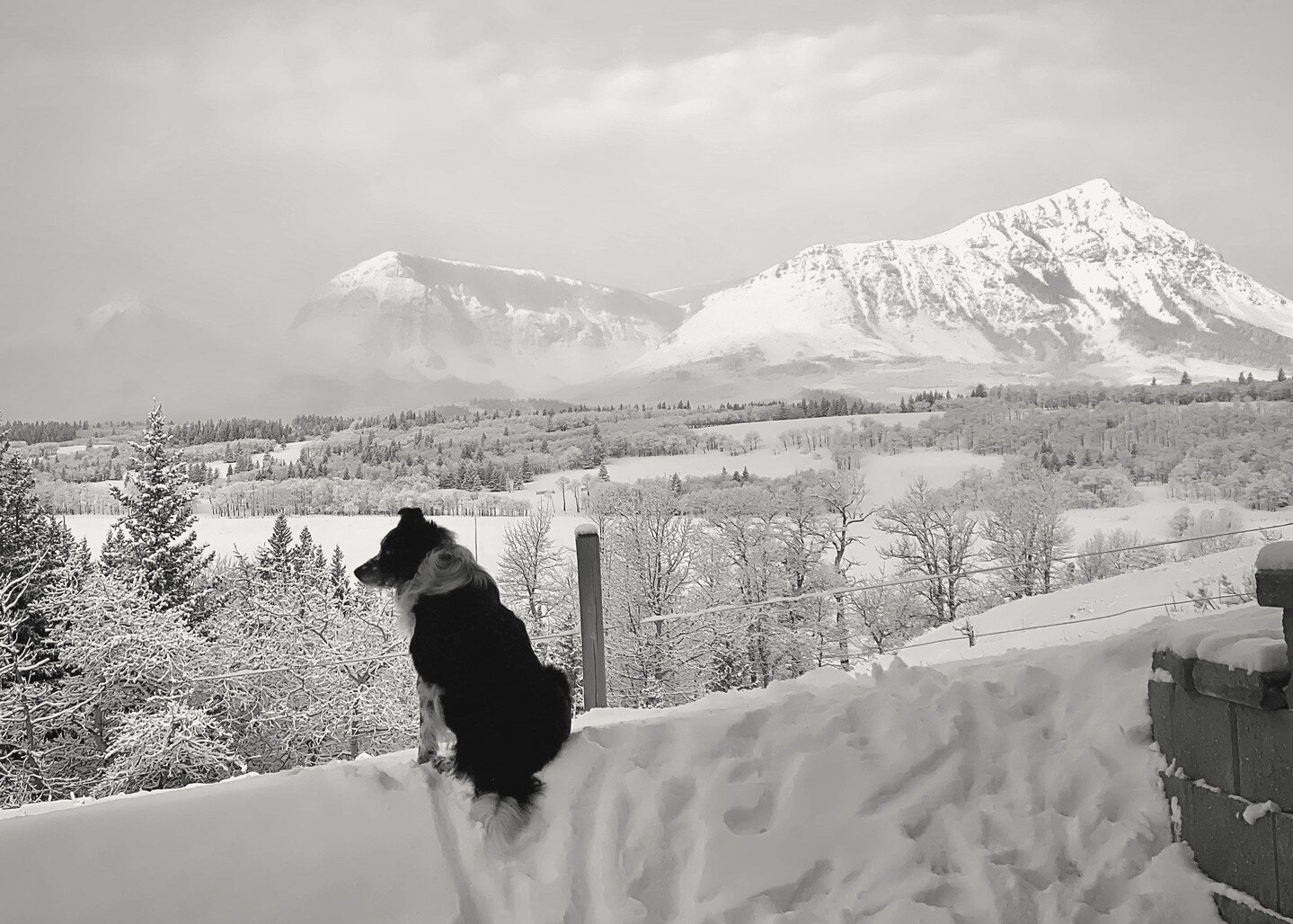 Following an overnight spring snowfall, Tuff, the cattle dog, is actively wondering what happened to the arrival of summer.⁠
⁠
⁠
#spring #springtimeintherockies #alberta #luxurylodges #explorealberta #bucketlisttravel  #whenareyoucoming #weekendgetaw