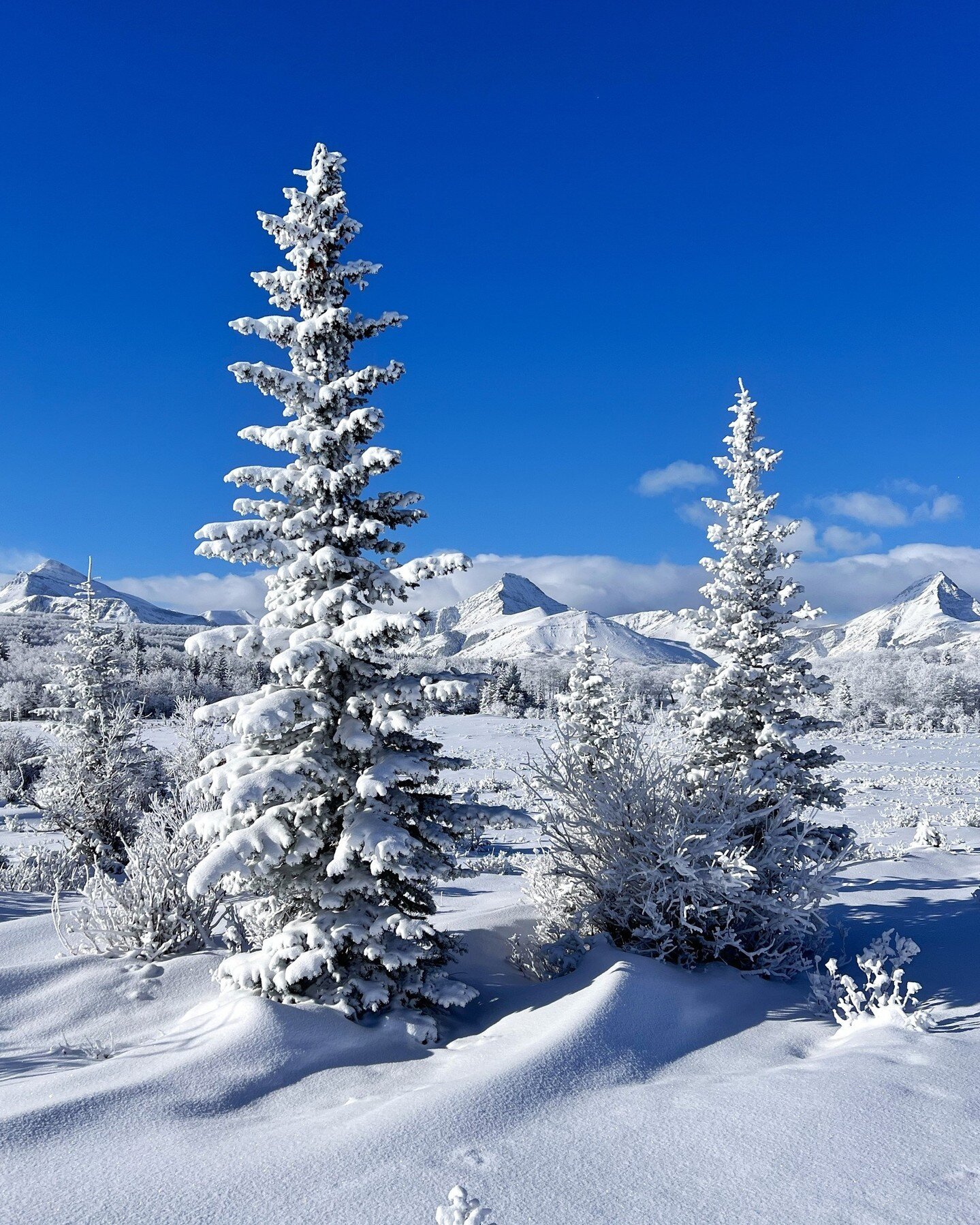 Will Thanksgiving Ranch witness another beautiful snowy landscape before summer arrives? ⁠
According to oddsmakers in Vegas, there is a 9:1 probability that we will see another covering of snow. What are your thoughts on this?⁠
⁠
#winter #winters #wi