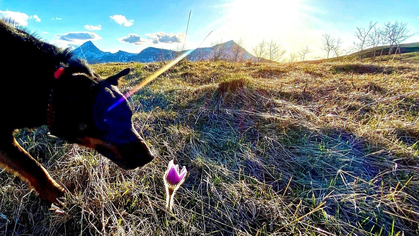 Exploring the majestic view of the nearby Rocky Mountains with our furry friends always leads to exciting discoveries, like stumbling upon a vibrant crocus wildflower blooming for the first time this spring. ⁠
Join us on this amazing adventure!⁠
⁠
⁠
