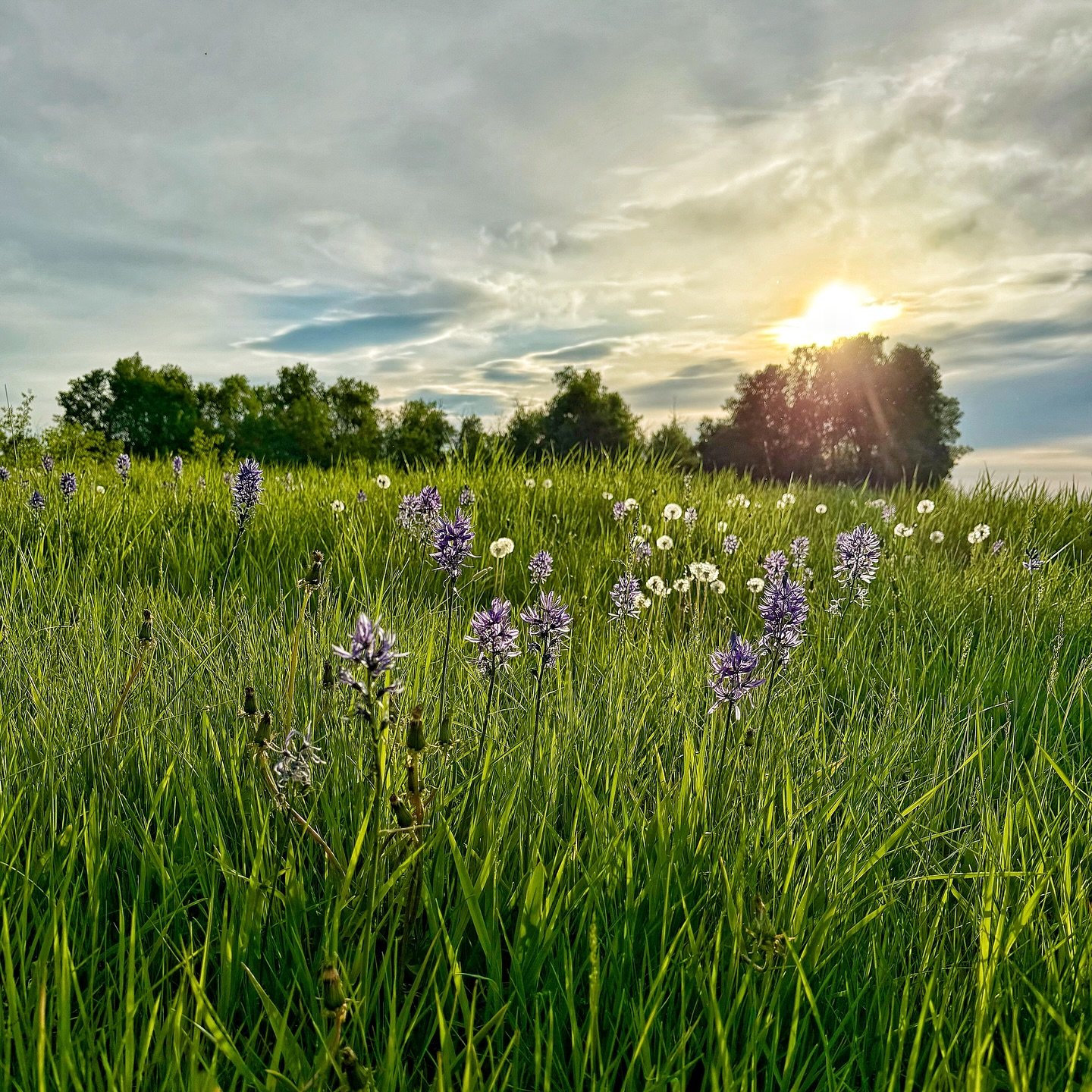 Thanksgiving Ranch is simply a Peaceful Place.
Calm exudes everything.
As the morning sun stretches across the pasture, the soft glow catches the delicate blue Camas flowers &mdash; nature&rsquo;s way of whispering, stay a while, breathe.
Discover a 