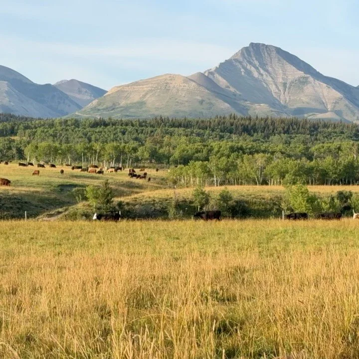 The land moves to its own rhythm.

Cattle in motion. Rockies rising. Grasslands glowing.
this is Alberta in full symphony.

This is Thanksgiving Ranch.

Where the West lives luxuriously wild.

🎼 Sound on for the full experience.

:
#ThanksgivingRanc
