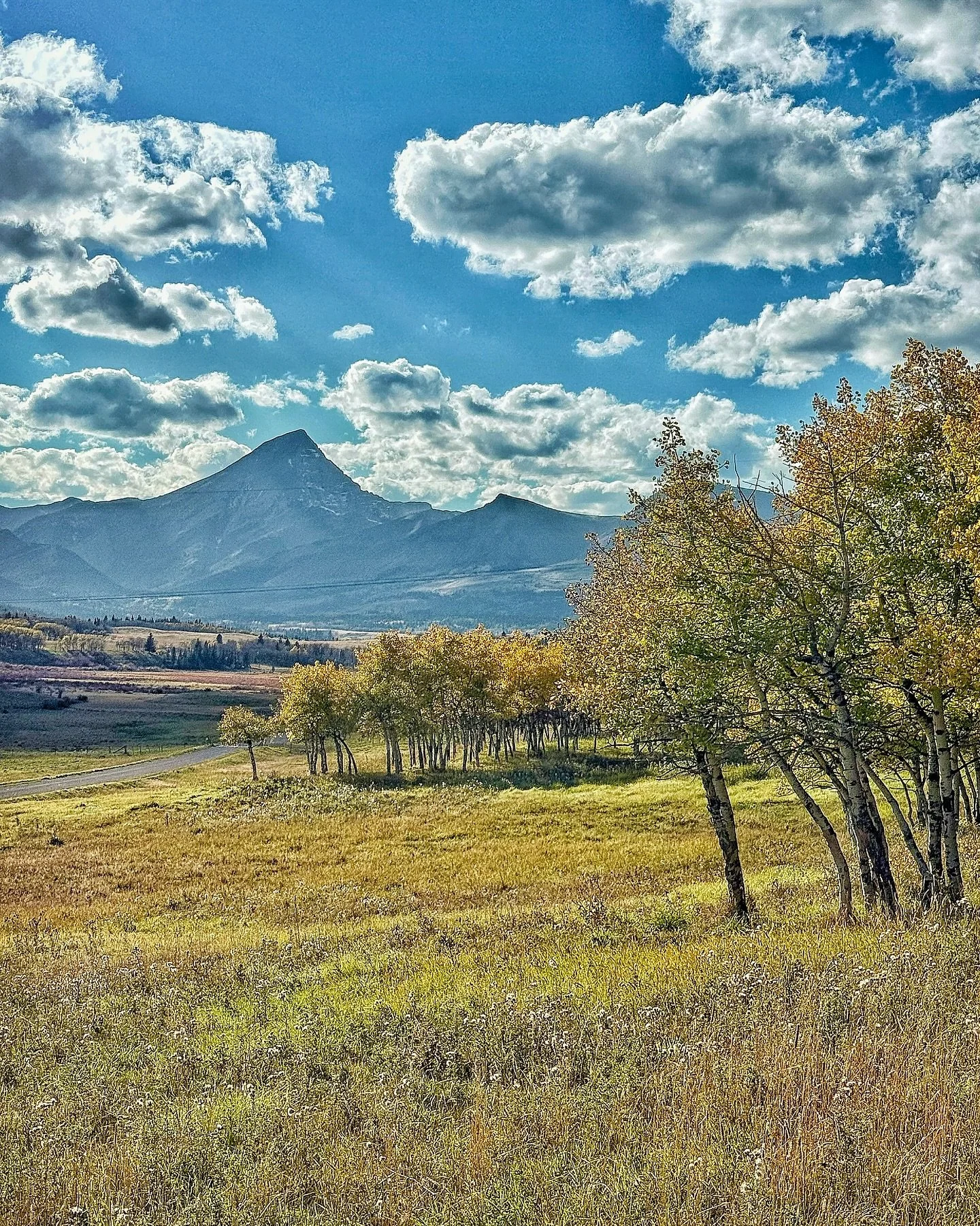 Cattle Drive &mdash; But Not What You&rsquo;re Thinking Of

It&rsquo;s the name of our private driveway &mdash; Capital C, Capital D.

Longer than most people expect&hellip; and far more beautiful than they can imagine. 🌄

Winding through golden asp