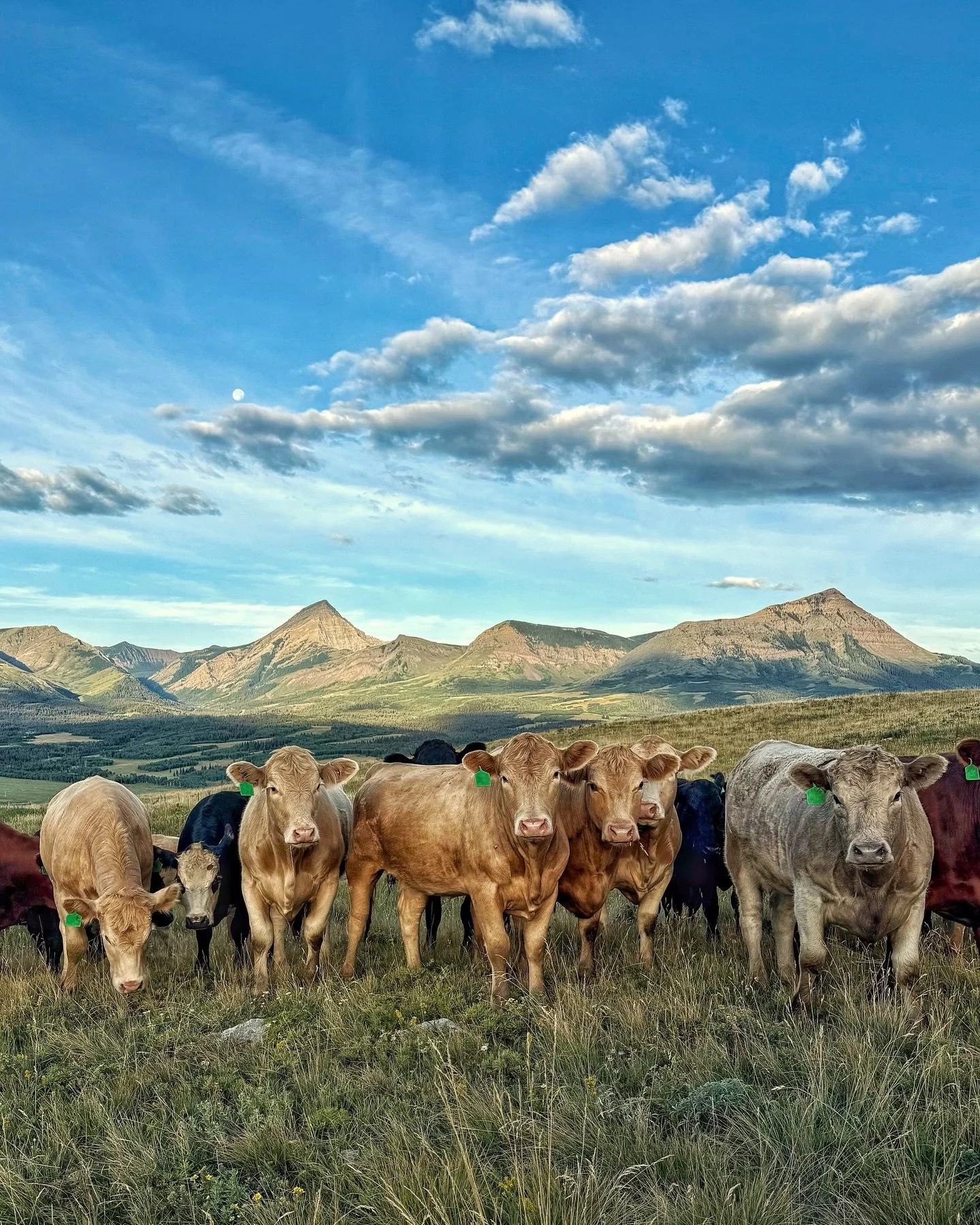 Imagine an early morning, with a cattle calling experience at Thanksgiving Ranch!

The sweeping Rocky Mountain views, a crowd of cattle raising nearby, and a family from Italy creating unforgettable memories in this one-of-a-kind setting.

it might l