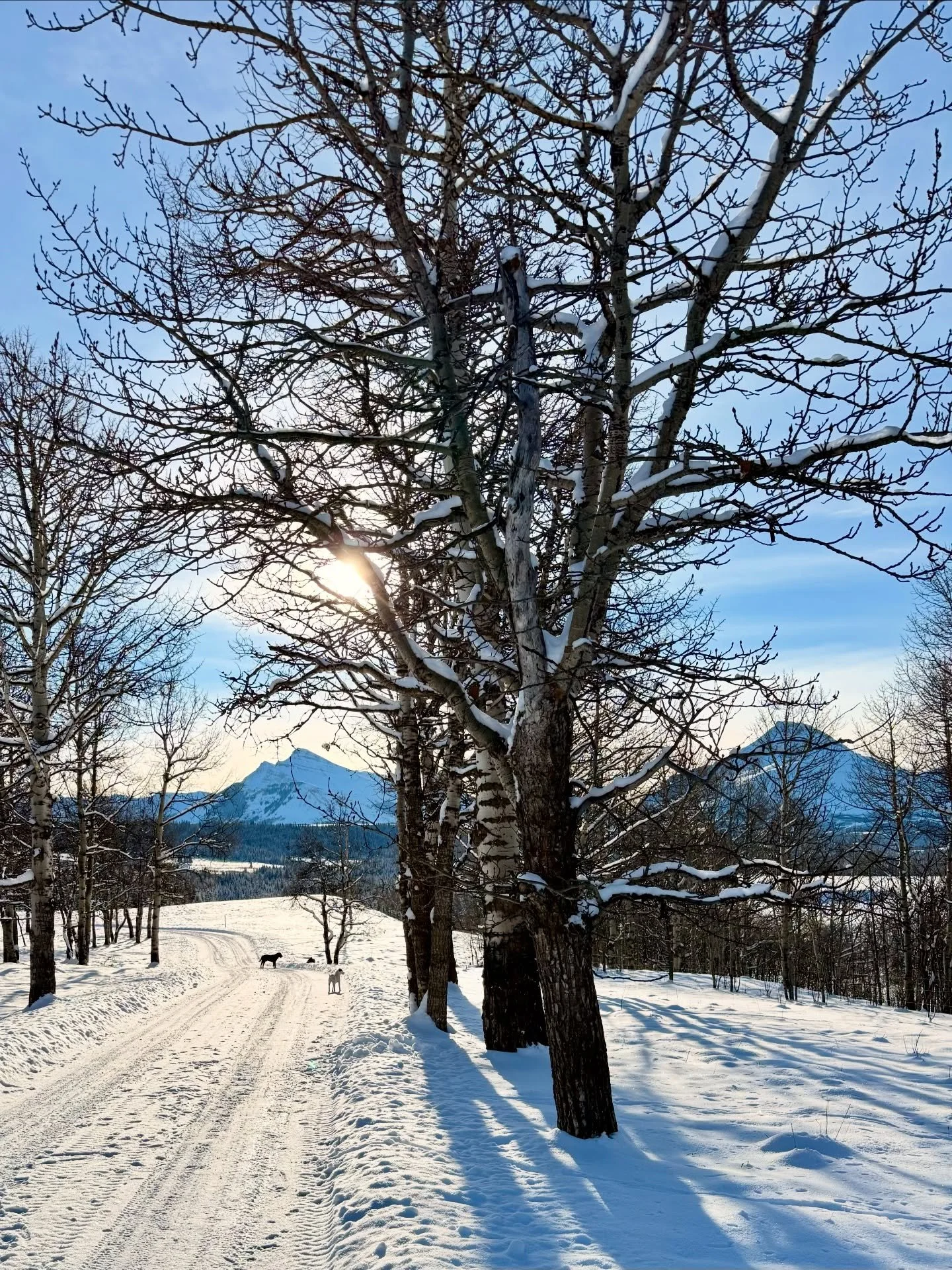 A true bluebird day ☀️💙

The mountains glowing, the countryside covered in fresh white snow&hellip; absolutely magical.

Our guests can&rsquo;t believe how warm the sun feels even at &ndash;12&deg;C &mdash; winter&rsquo;s little paradox! ❄️☀️

What 