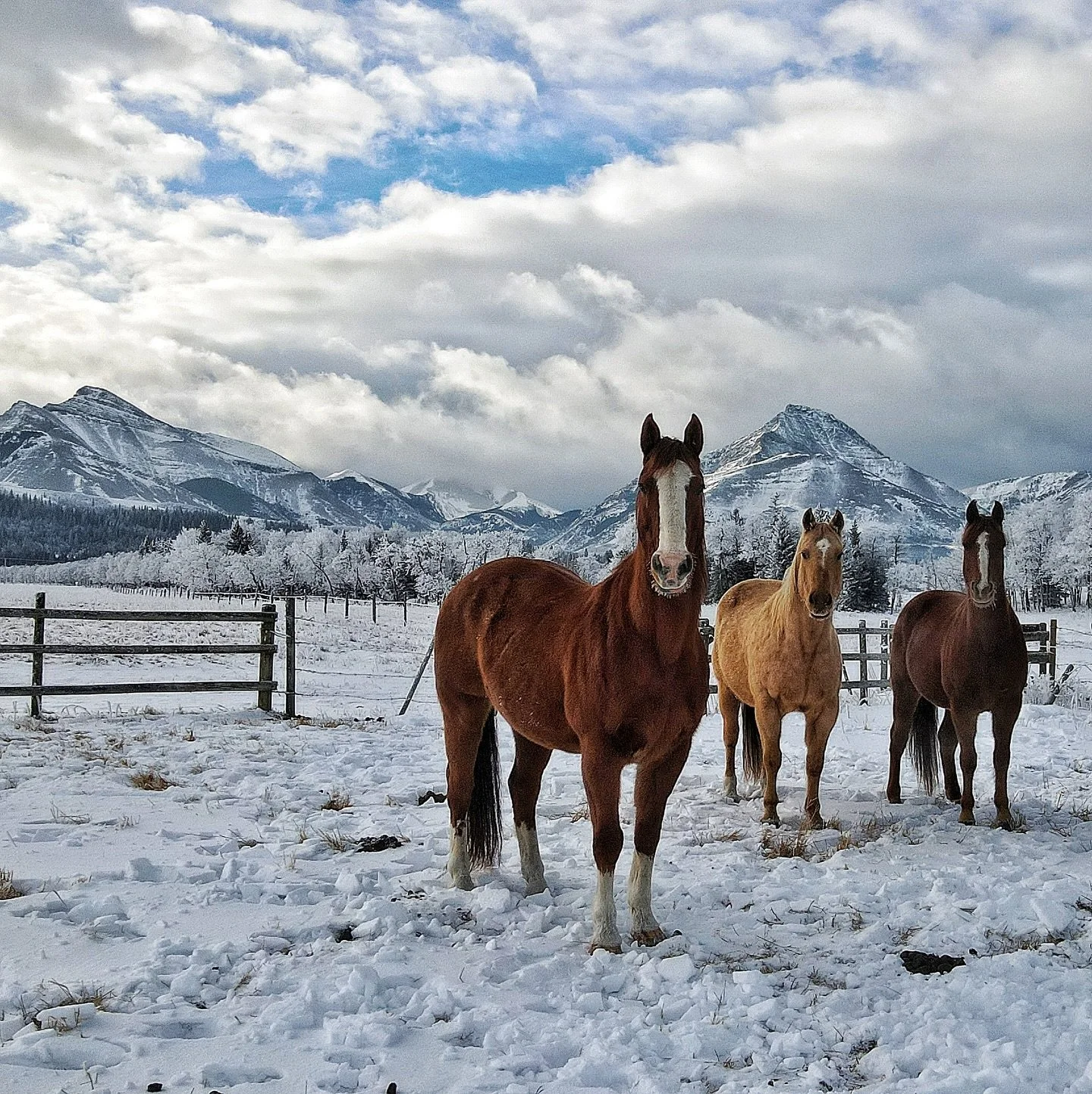 There&rsquo;s a quiet kind of magic here at Thanksgiving Ranch. 

The horses, the colors, the Rockies rising behind them &mdash; even in those old-fashioned monotone tones, this place still stops you in your tracks.

We call it a luxury ranch experie