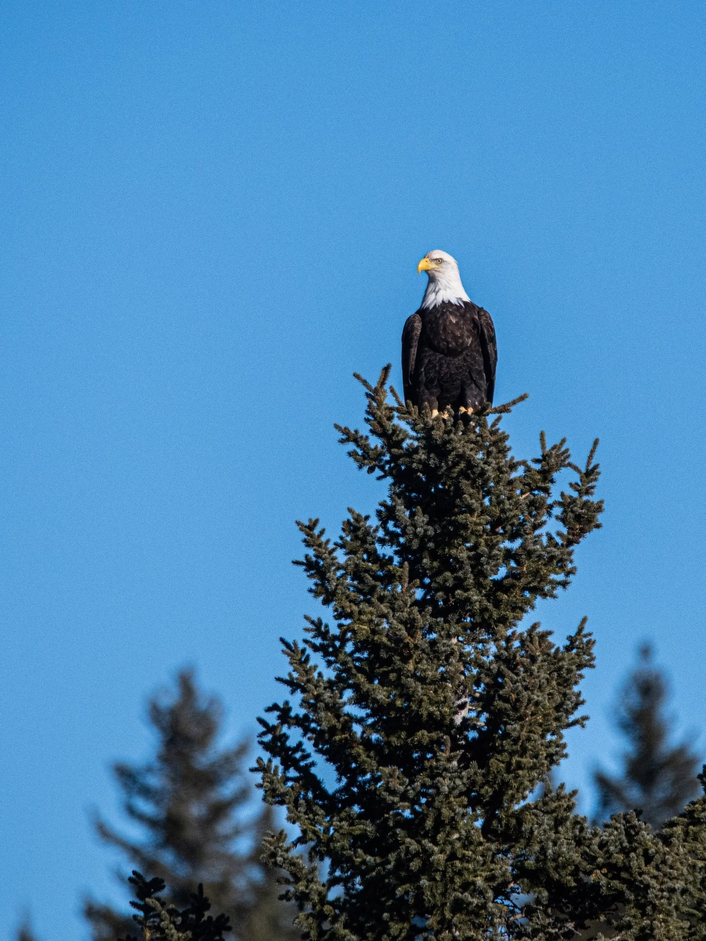 Perched high against a bright Alberta-blue winter sky, this bald eagle reminds us how lucky we are. 🦅

Thanksgiving Ranch offers year-round sightings, but winter brings optimal opportunities to watch these incredible birds soaring overhead. 
Fortuna