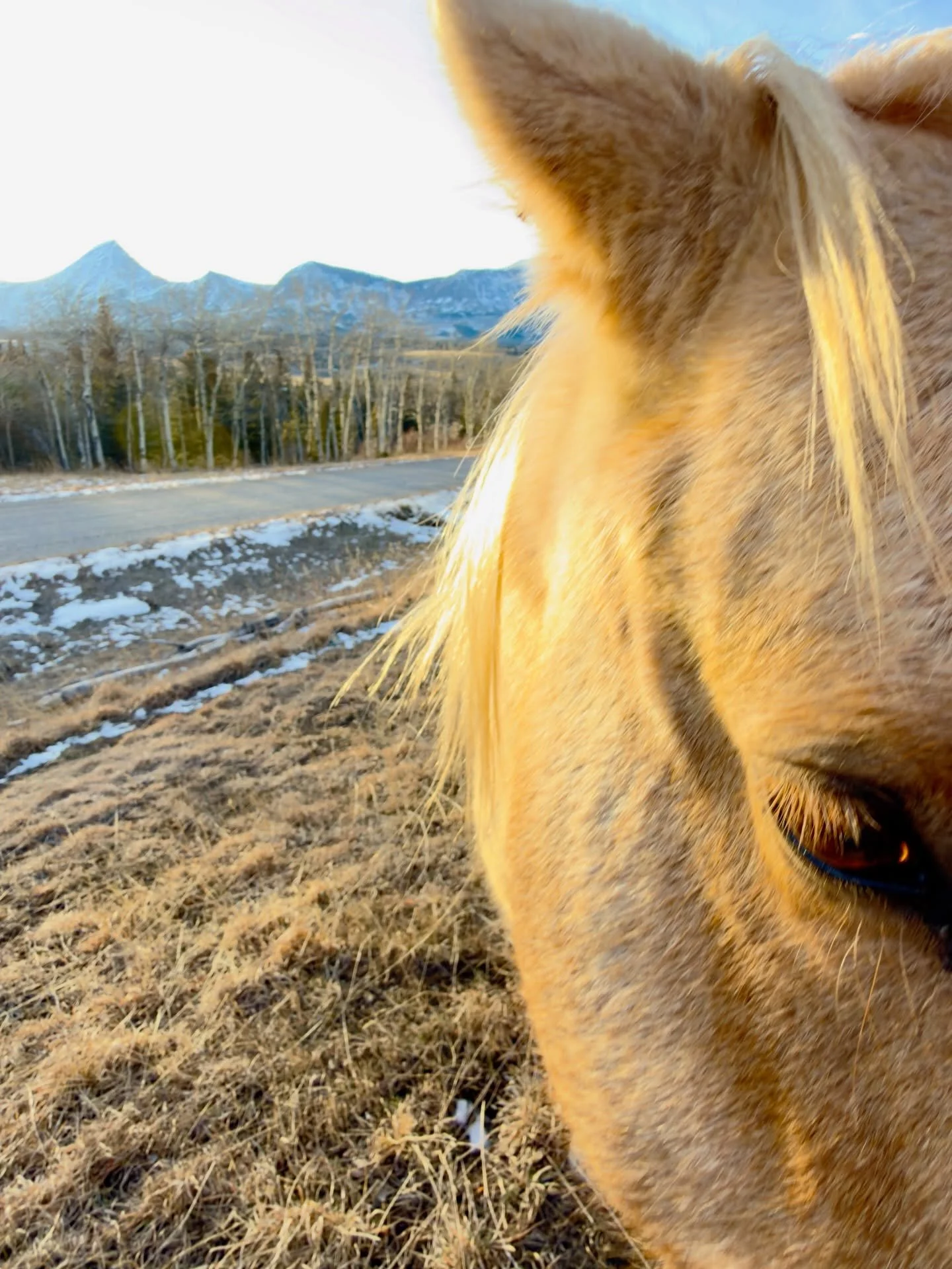 A quick hello from the horses today 🐎
A sneak peek of that Thanksgiving Ranch Rockies view.

#albertarockies #explorealberta #ranchlife #alldayeverday #stayhereforever