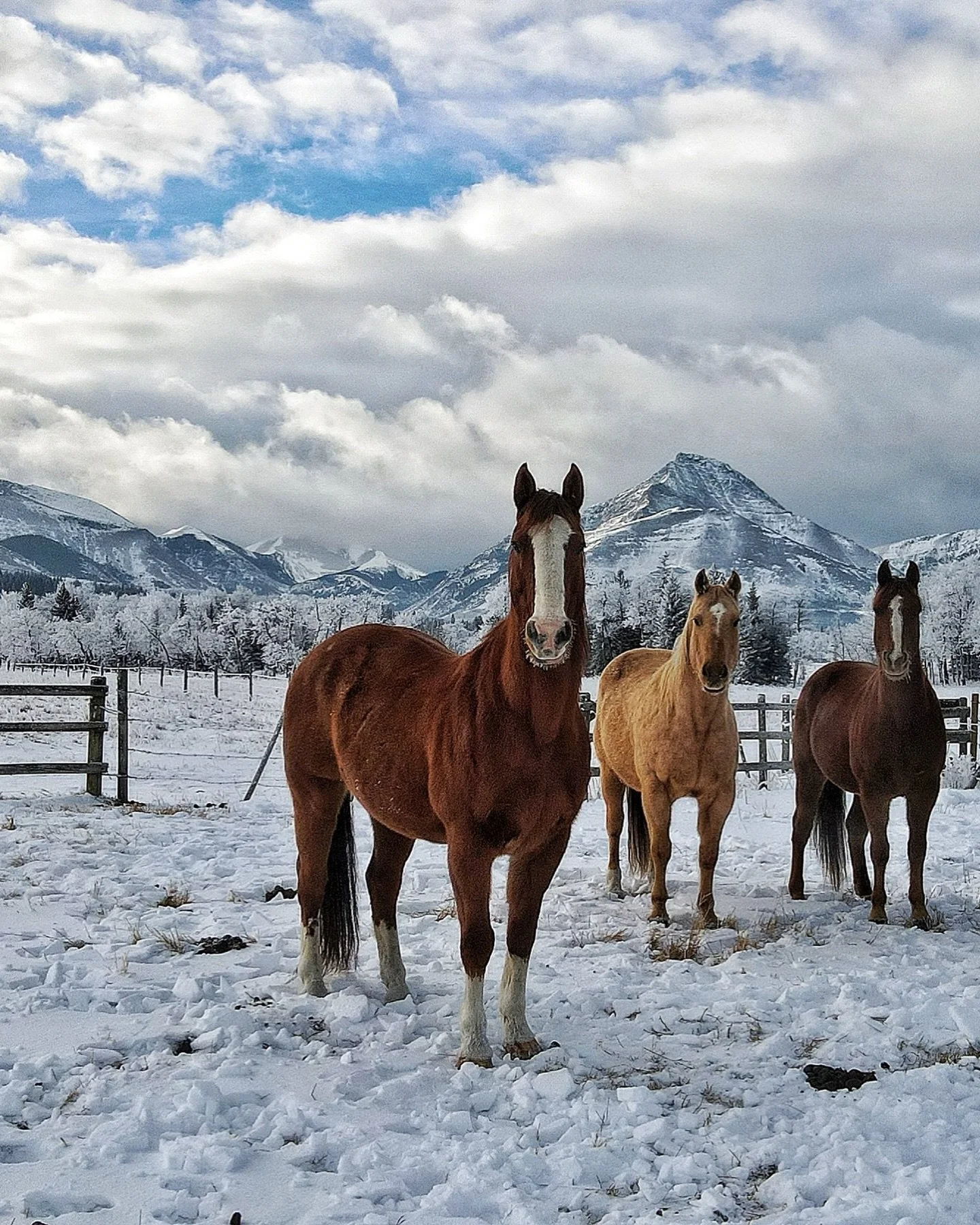 Snowy mornings with part of the equine team ❄️🐴

The Rockies showing off in the background&hellip; while everyone&rsquo;s quietly wondering when summer is on its way ☀️🏔️

#EquineLife #RockyMountains #HorseLife #MountainViews #RanchLife