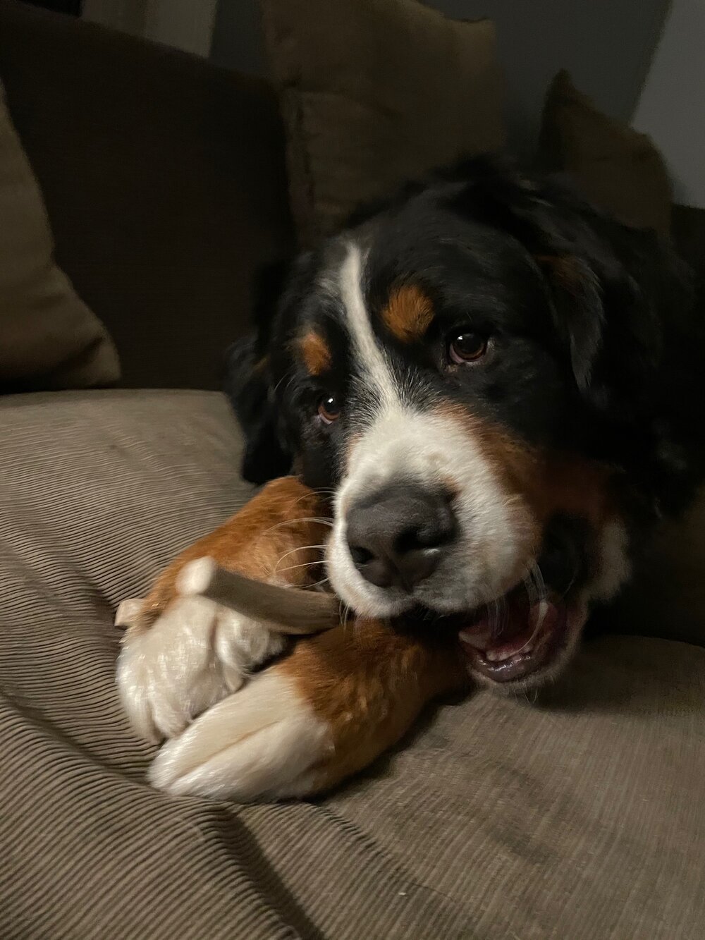 Antler_Ruger.jpeg