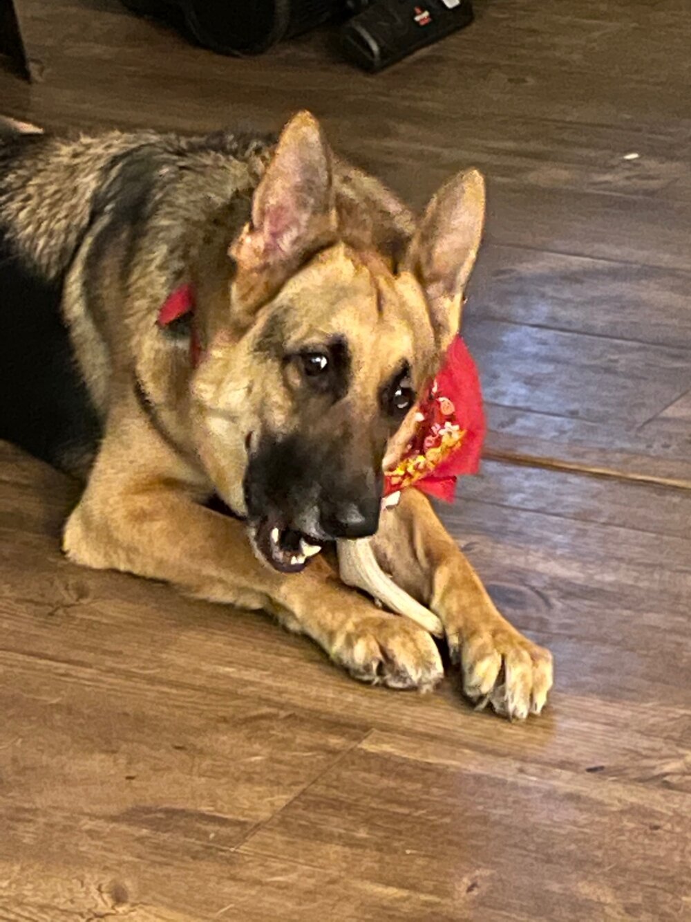 Antler_Wesson.jpeg