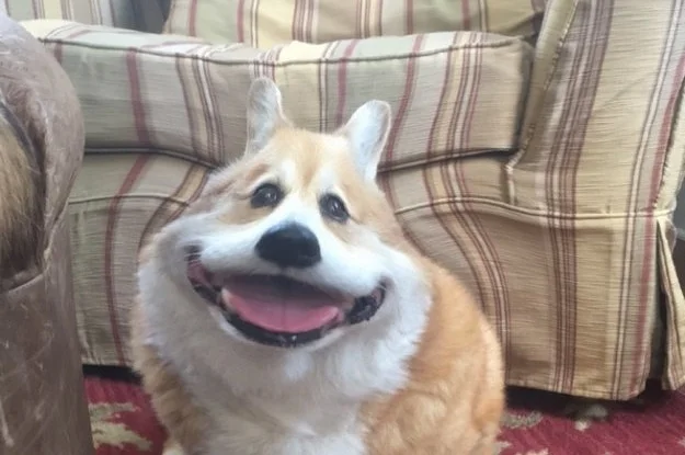 Using filters on pets creates hilarious results.