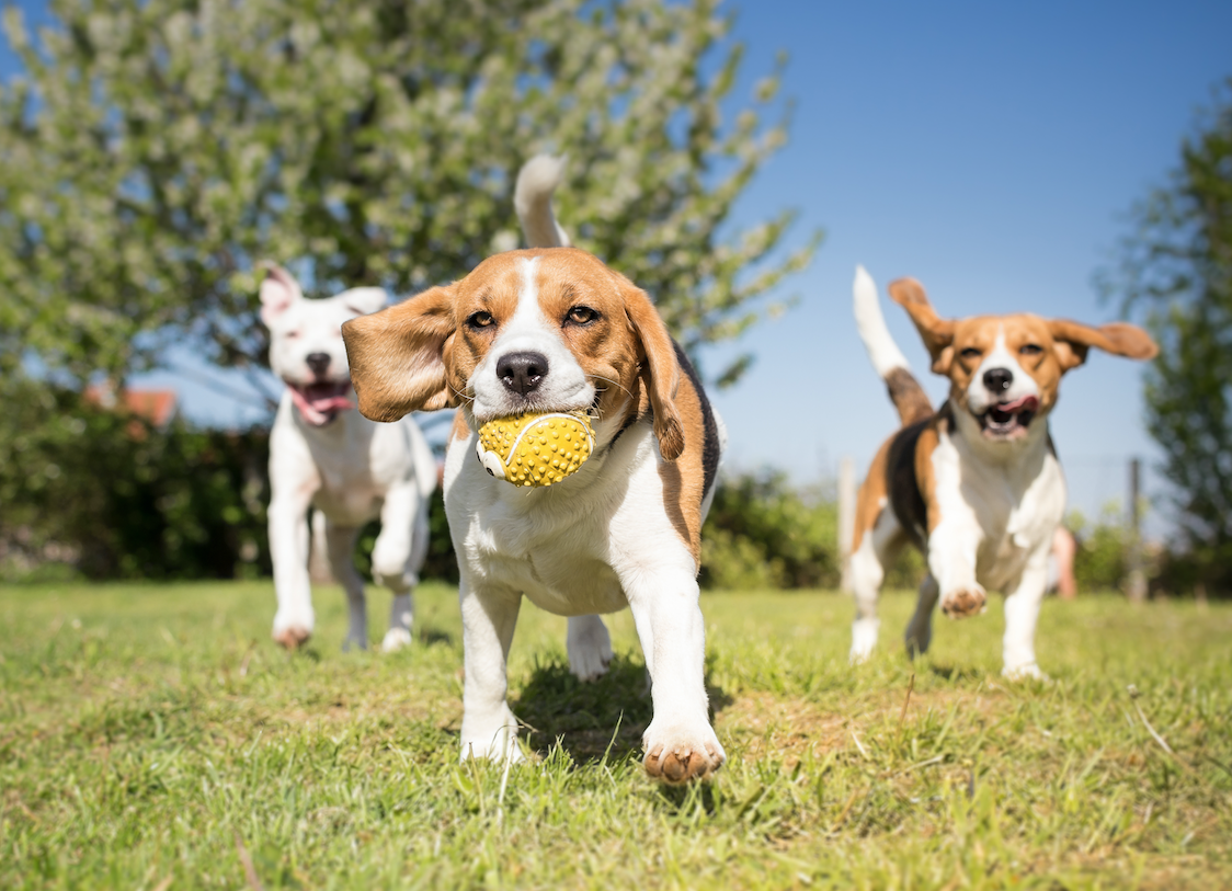 If you sold balls to dogs, wouldn’t you advertise at a dog park? Go where you’re wanted.