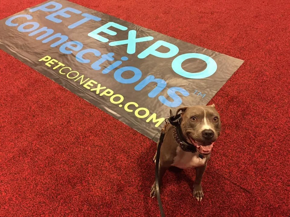petcon dog.jpg