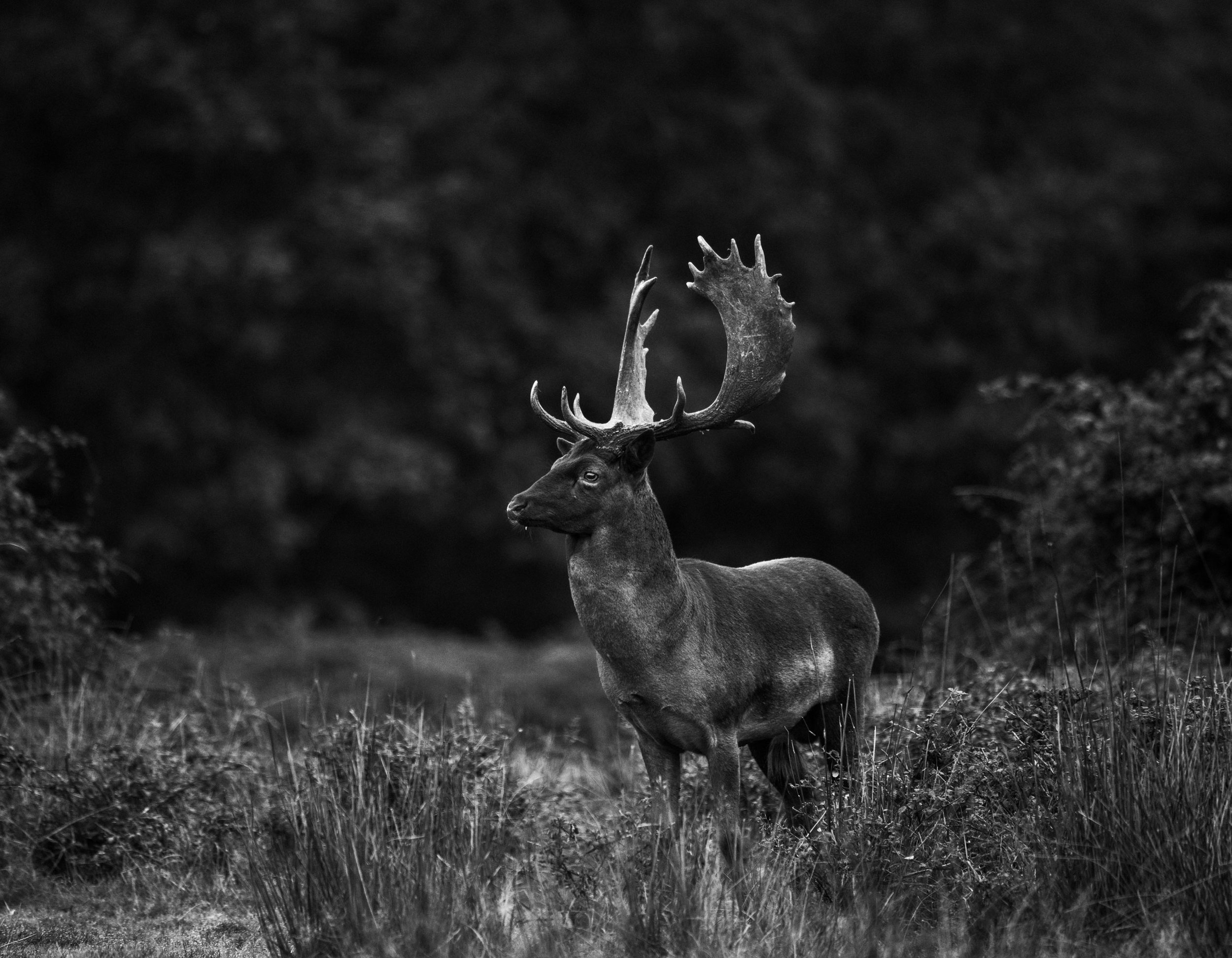 Walk on the Wild Side 