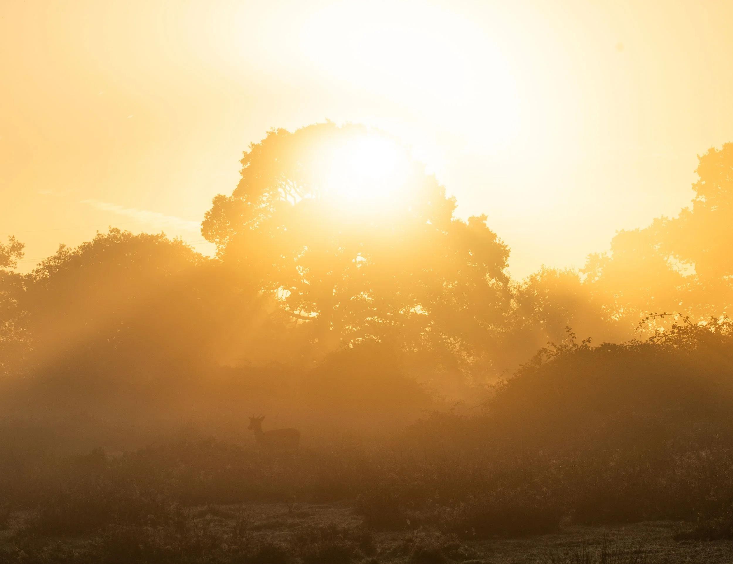Photographing Fallow Deer at Sunrise in Dagnam Park