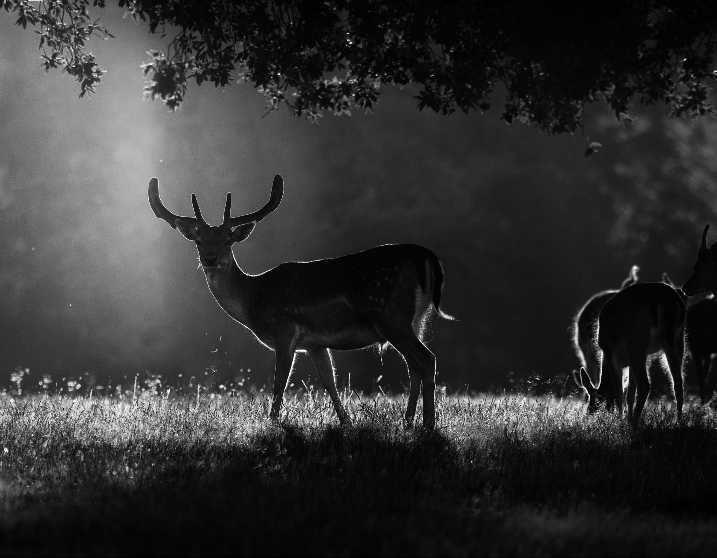 Marc_Ayres_Photography_wildlife_4.jpg