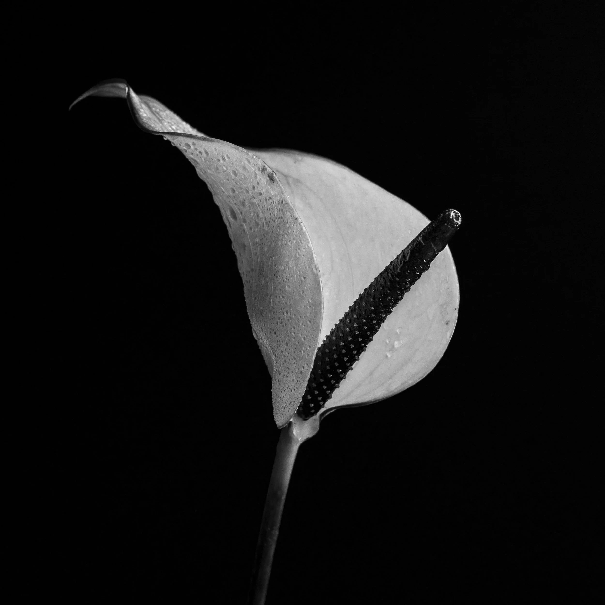 Why Black and White Still Captivates Me