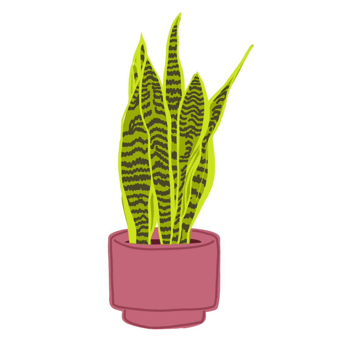 snake plant.png