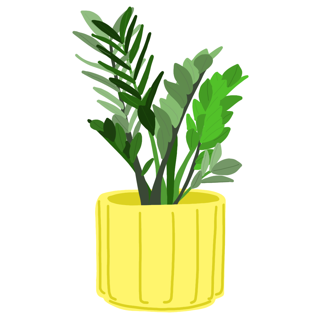zz plant.png