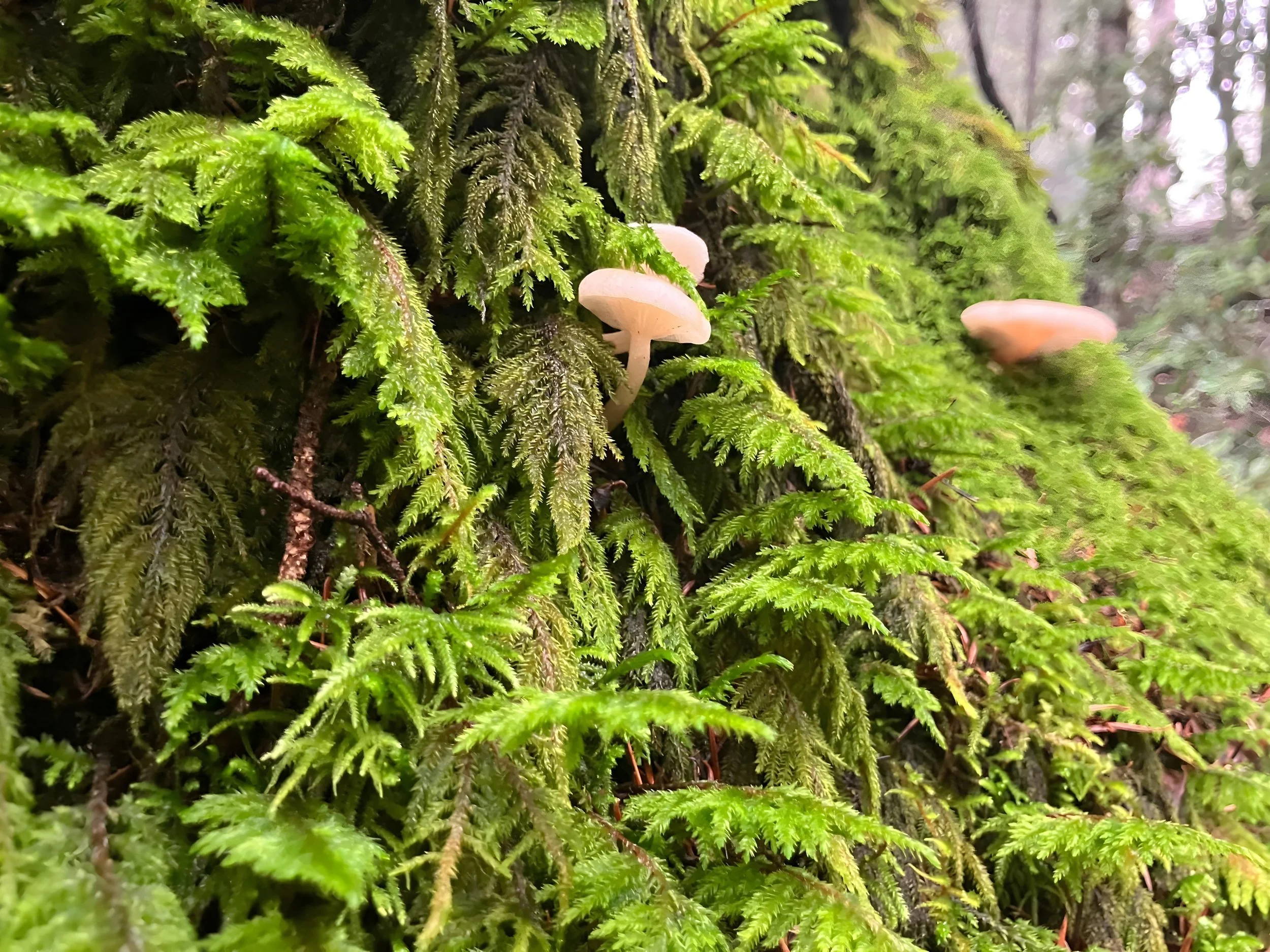 Beautiful moss and mushrooms in a rainforest