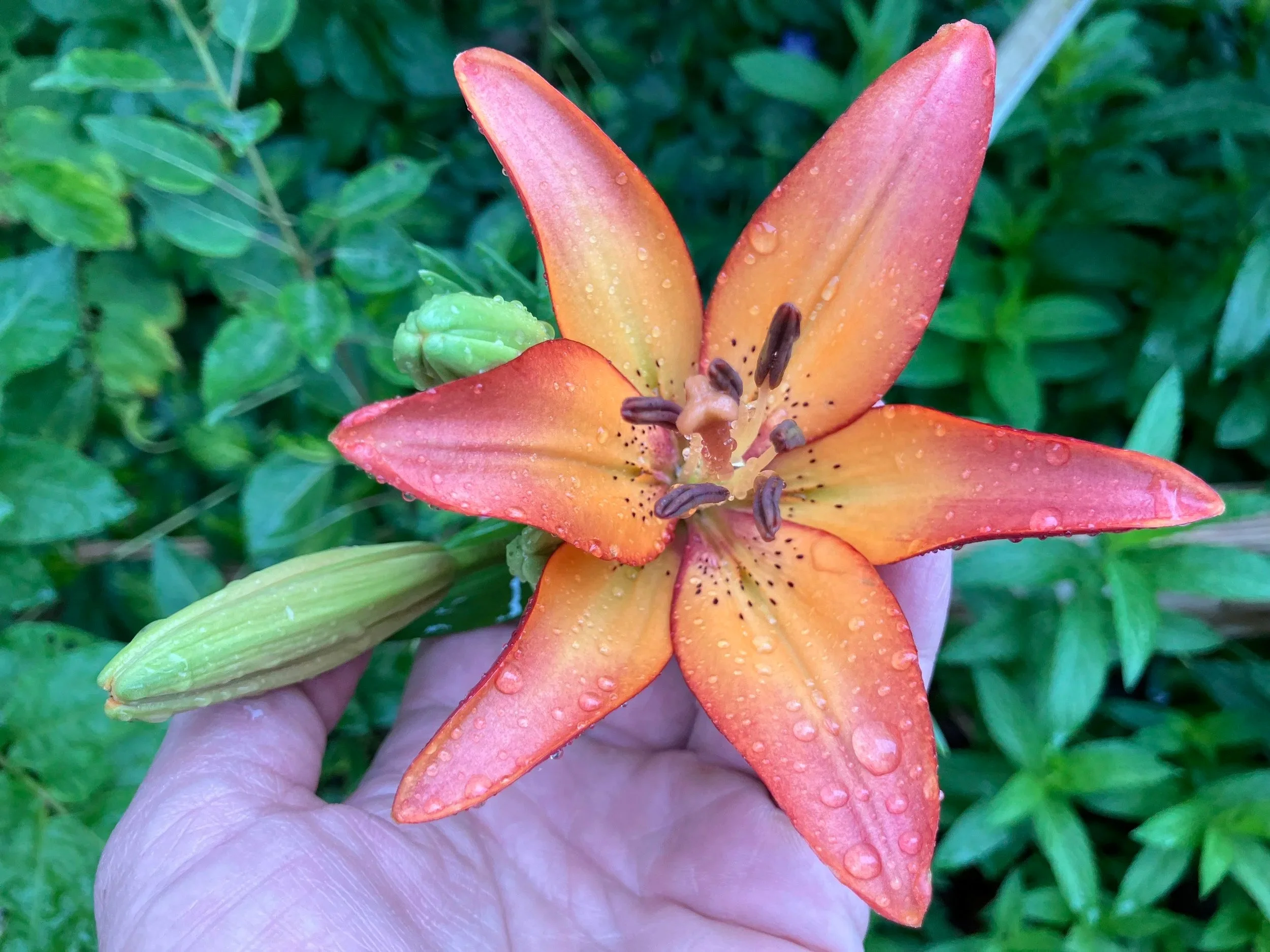lily+photo+orange.jpg