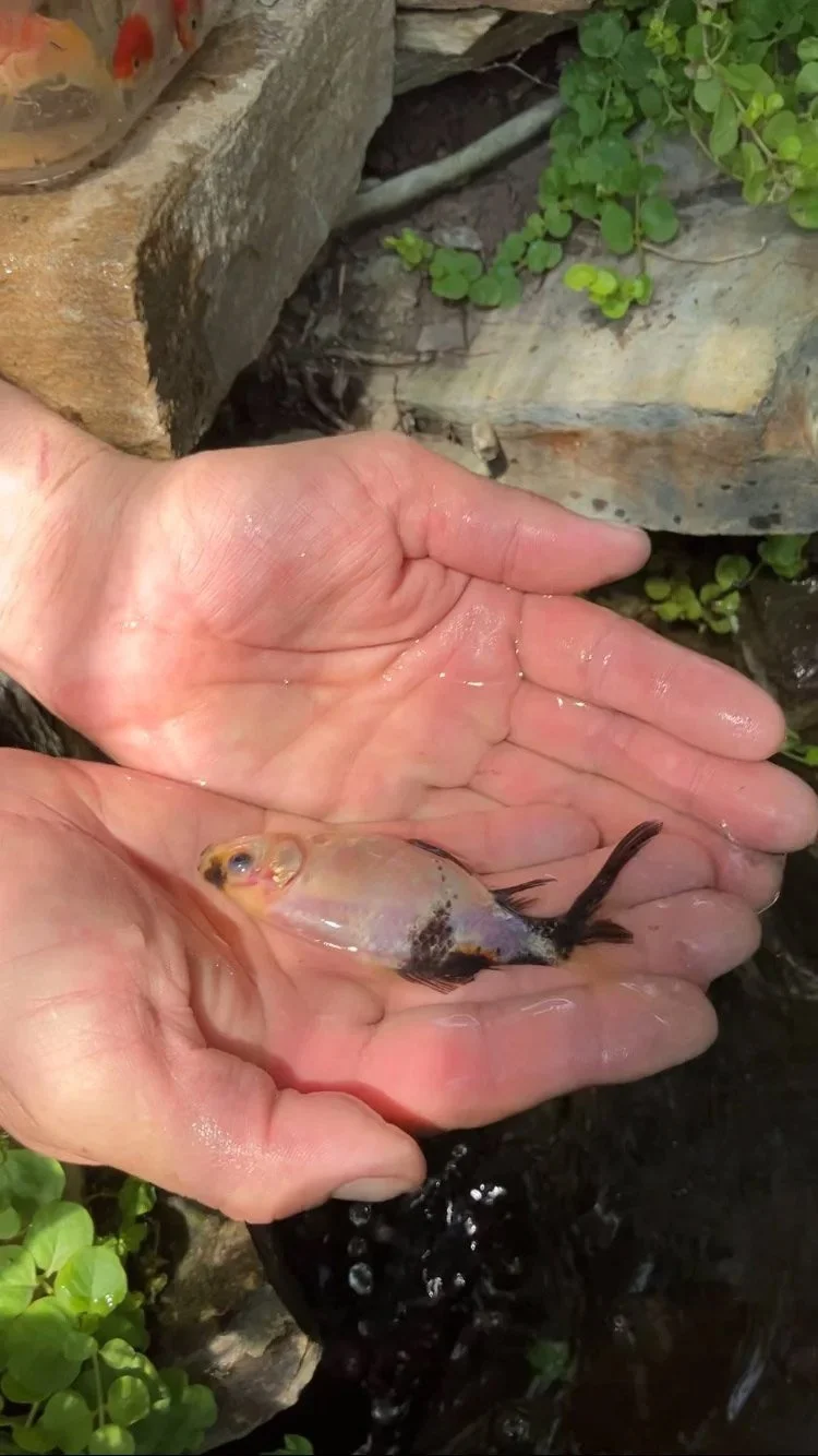 Fish+in+hands+p+2.jpg