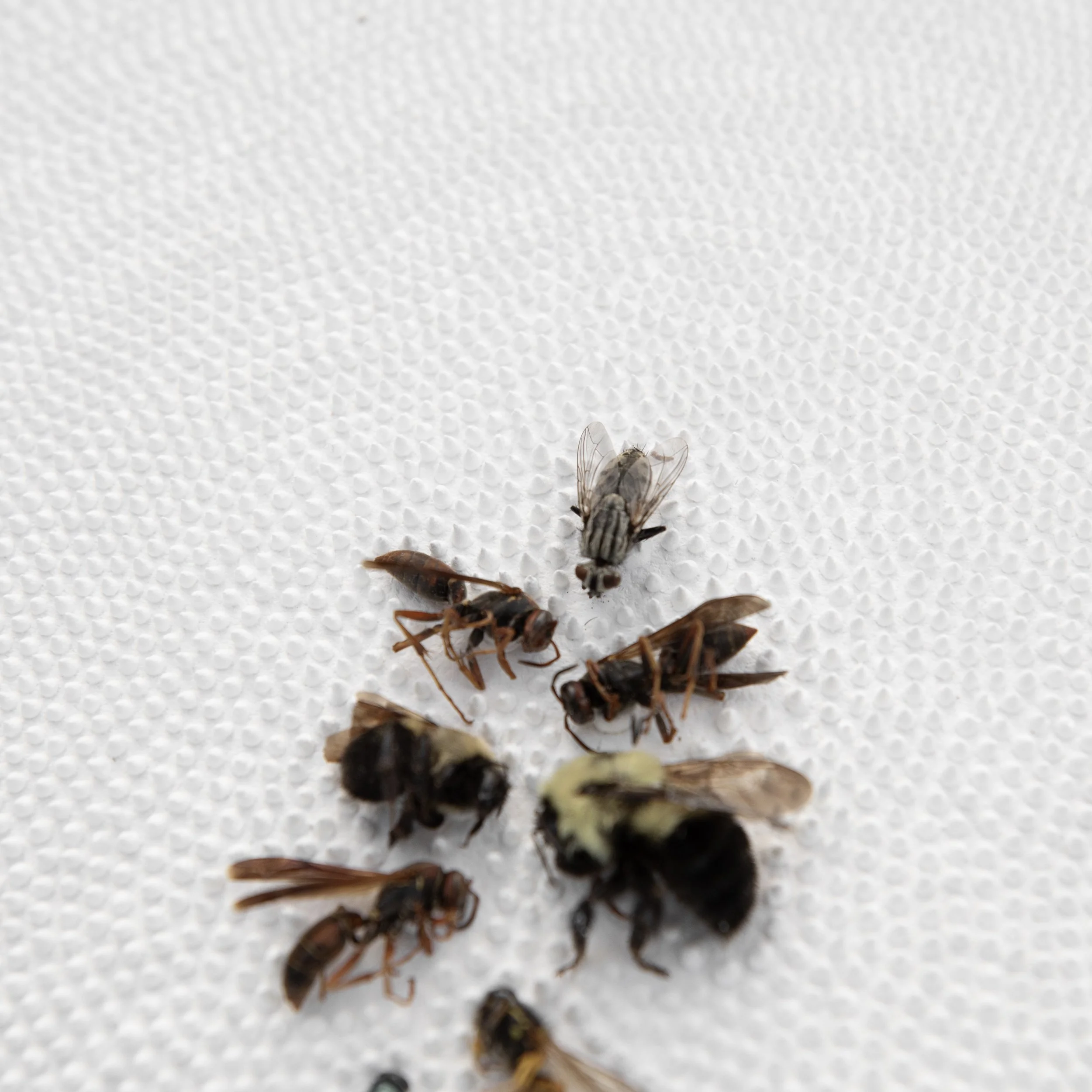 Problems Around The Bees In The Basement (detail2).jpg