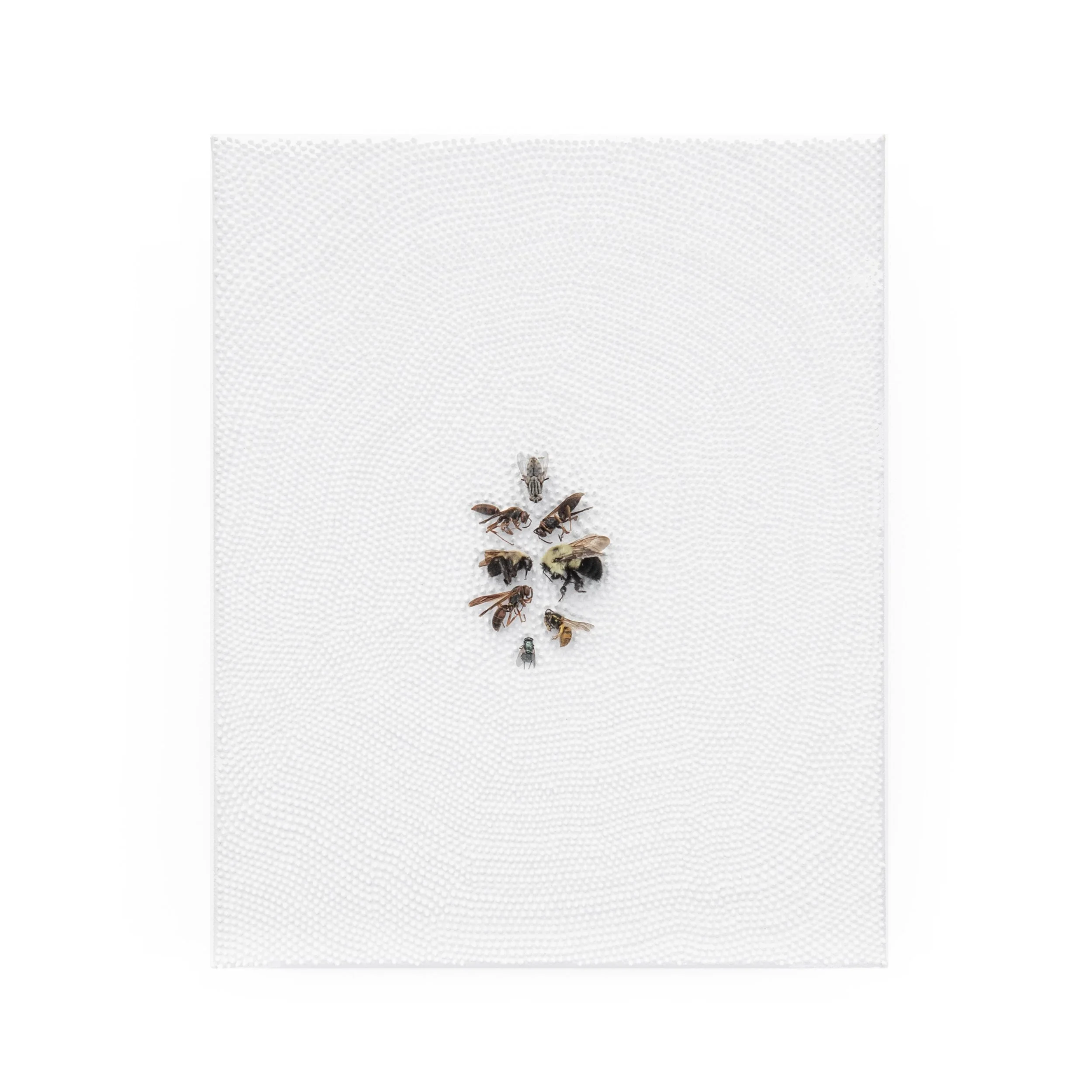 Problems Around The Bees In The Basement (website).jpg