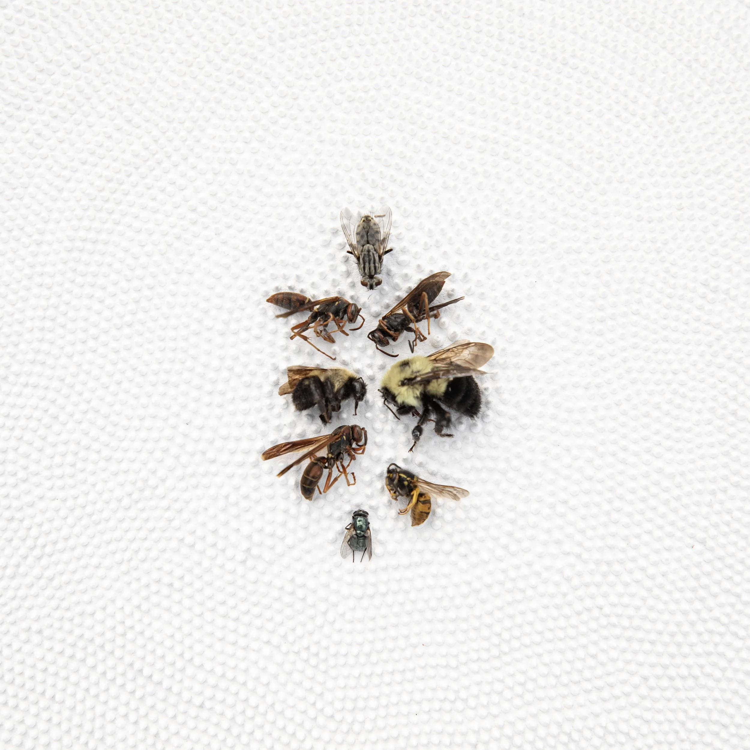 Problems Around The Bees In The Basement (detail3).jpg