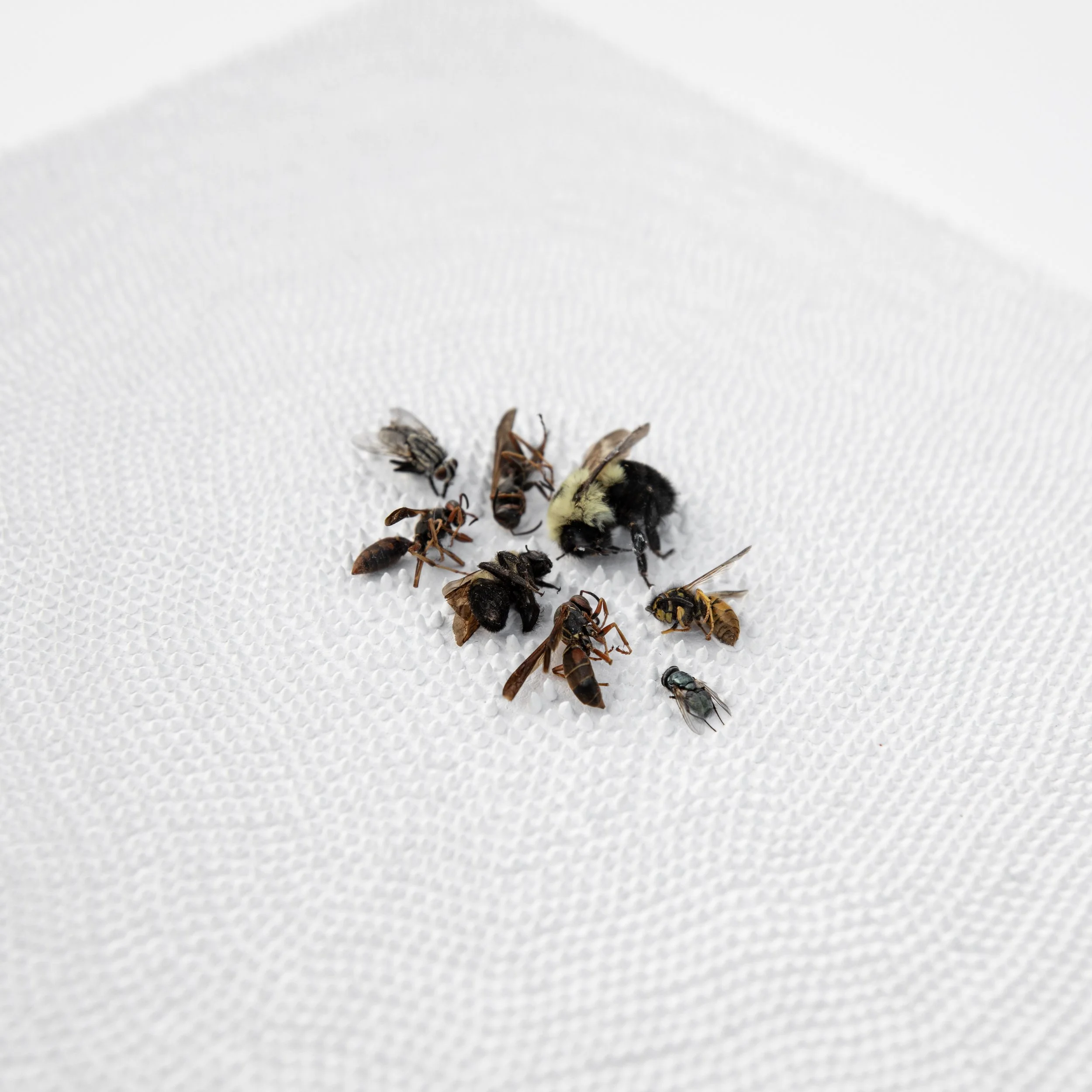Problems Around The Bees In The Basement (detail1).jpg