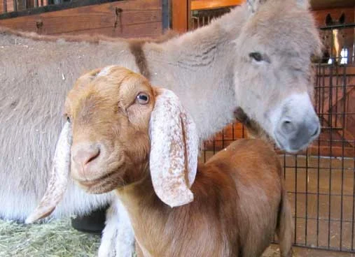 bella-the-goat.jpg