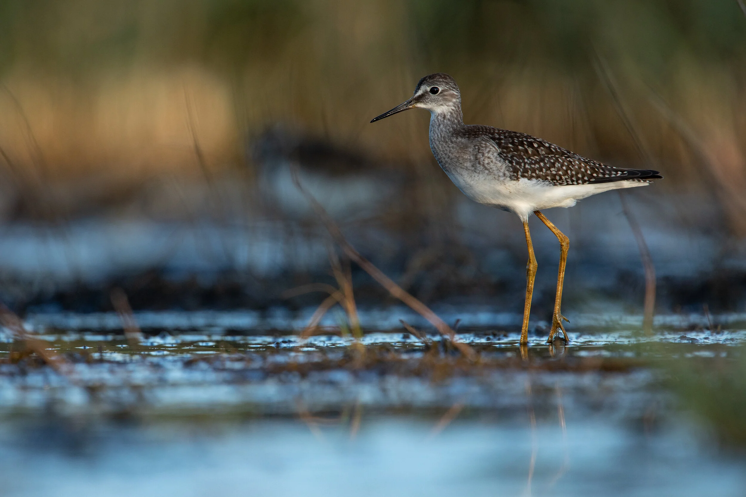 Solitary Sandpiper